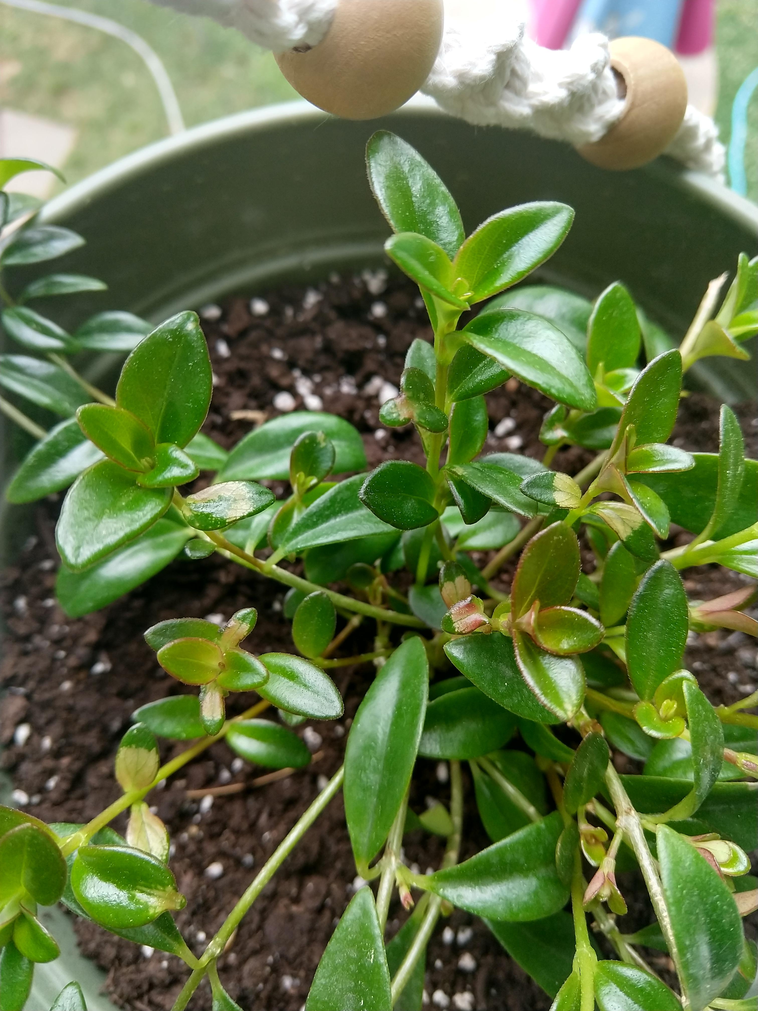 Goldfish plant has these strange transparent leaves. They don't fall