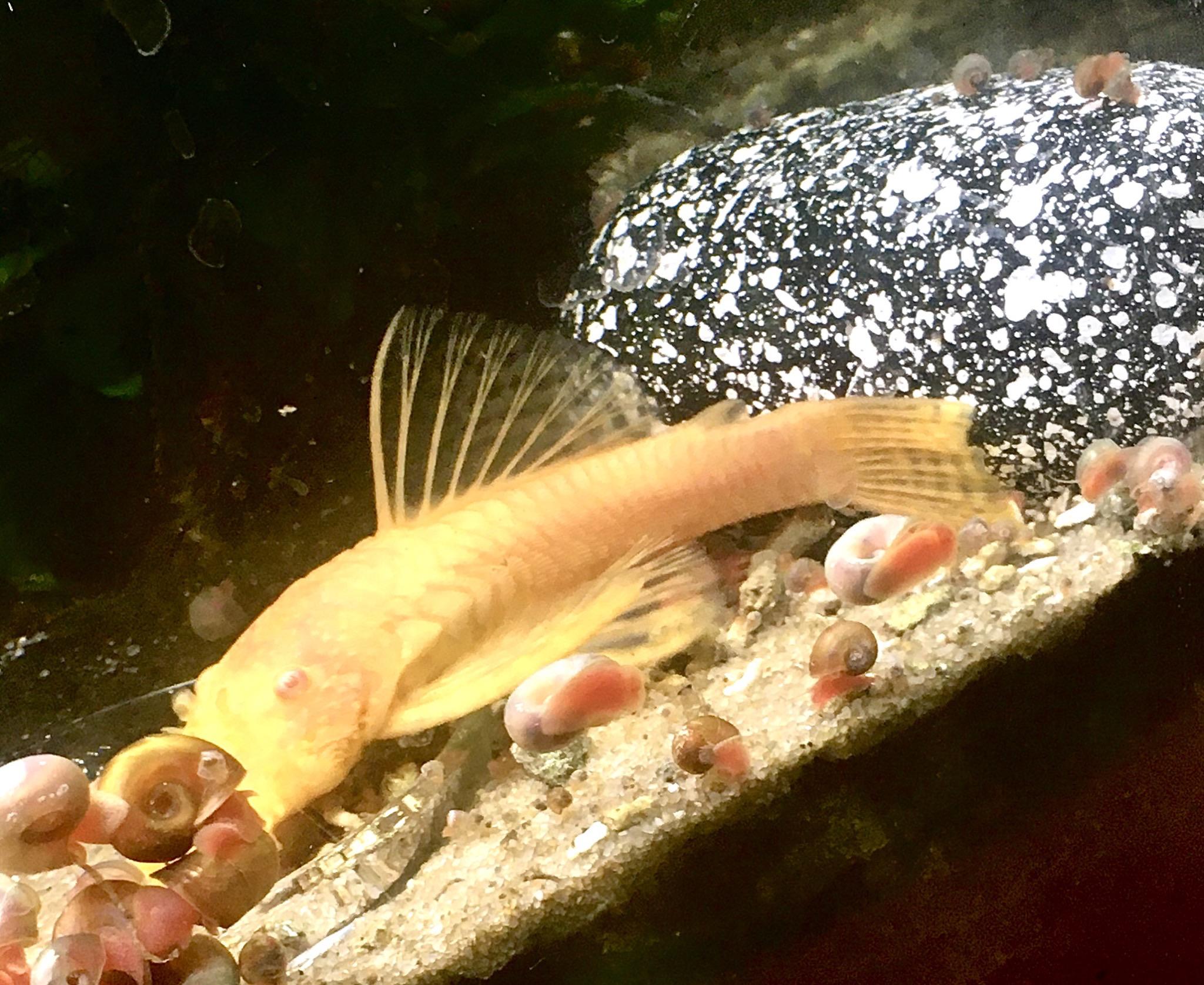 I took a high quality photo of his pretty fins! r/pleco