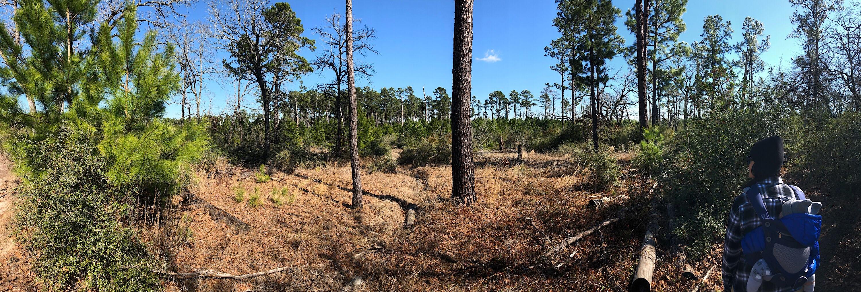 Life after wildfire, Bastrop State Park TX Outdoors