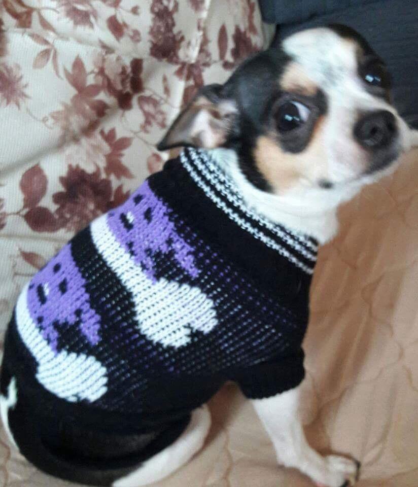 My dog doesn't like his new sweater. r/aww