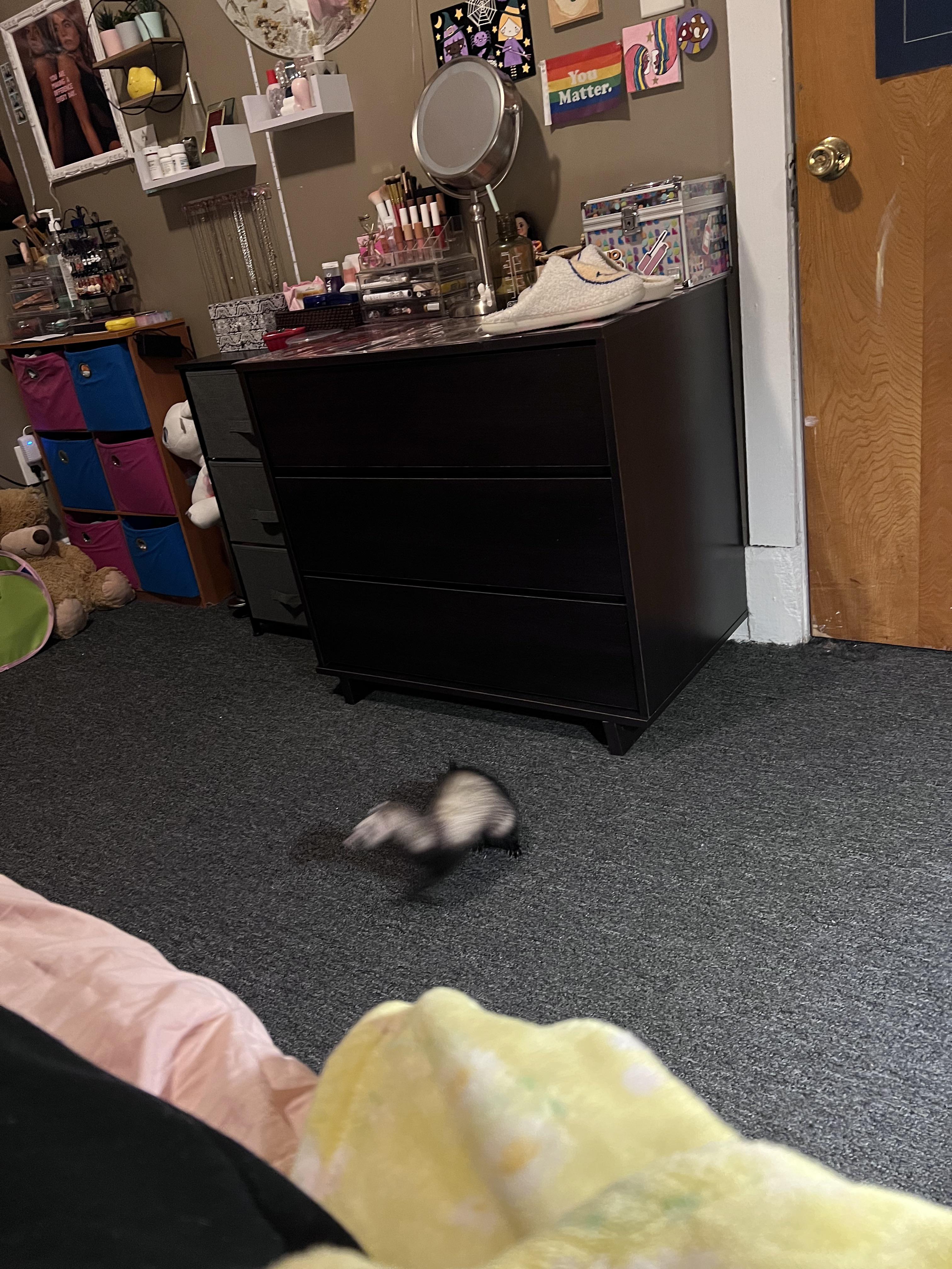 zoomies r/ferrets