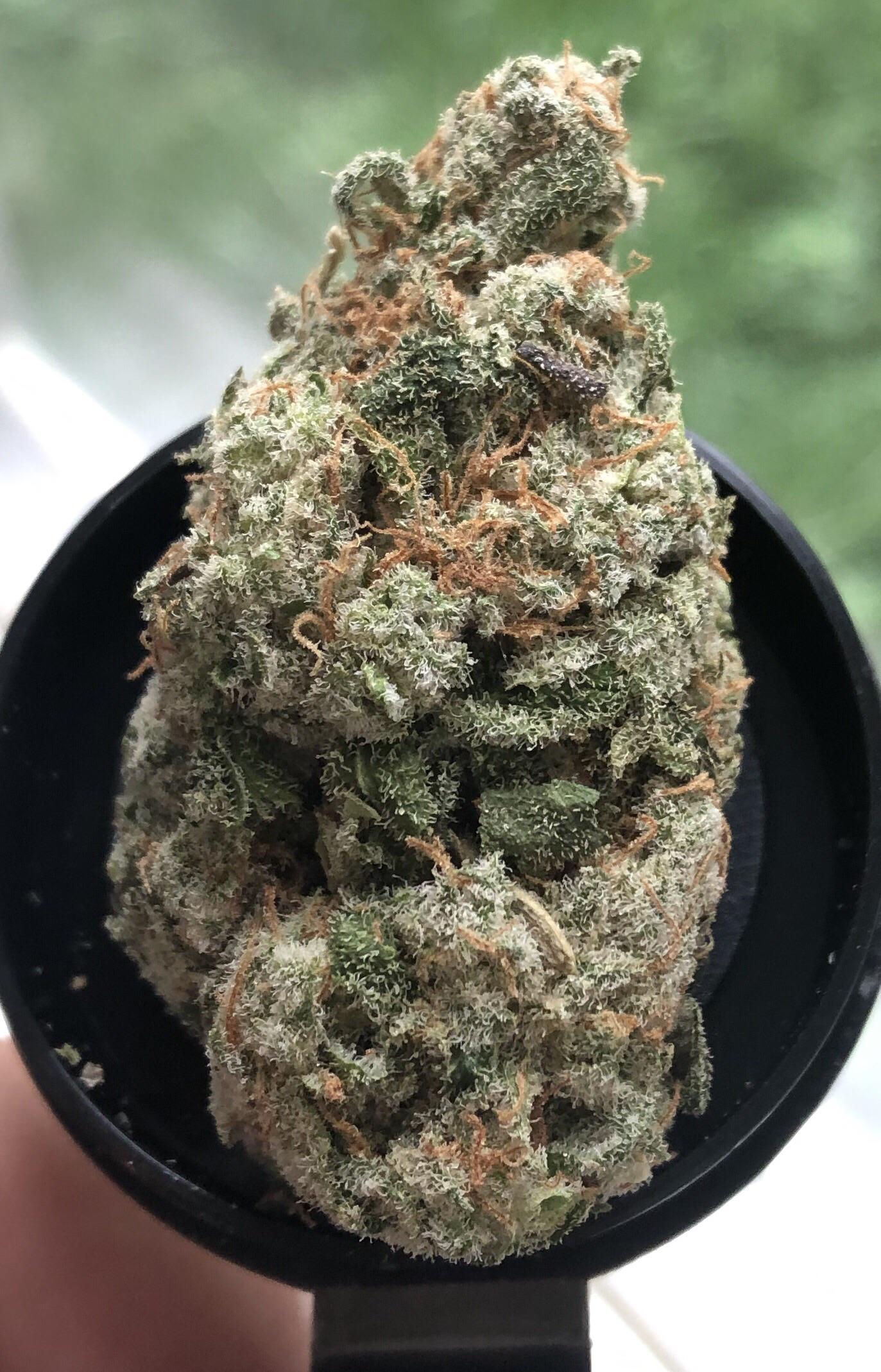 Banana Pie im currently in love with. Moved to an all time favorite