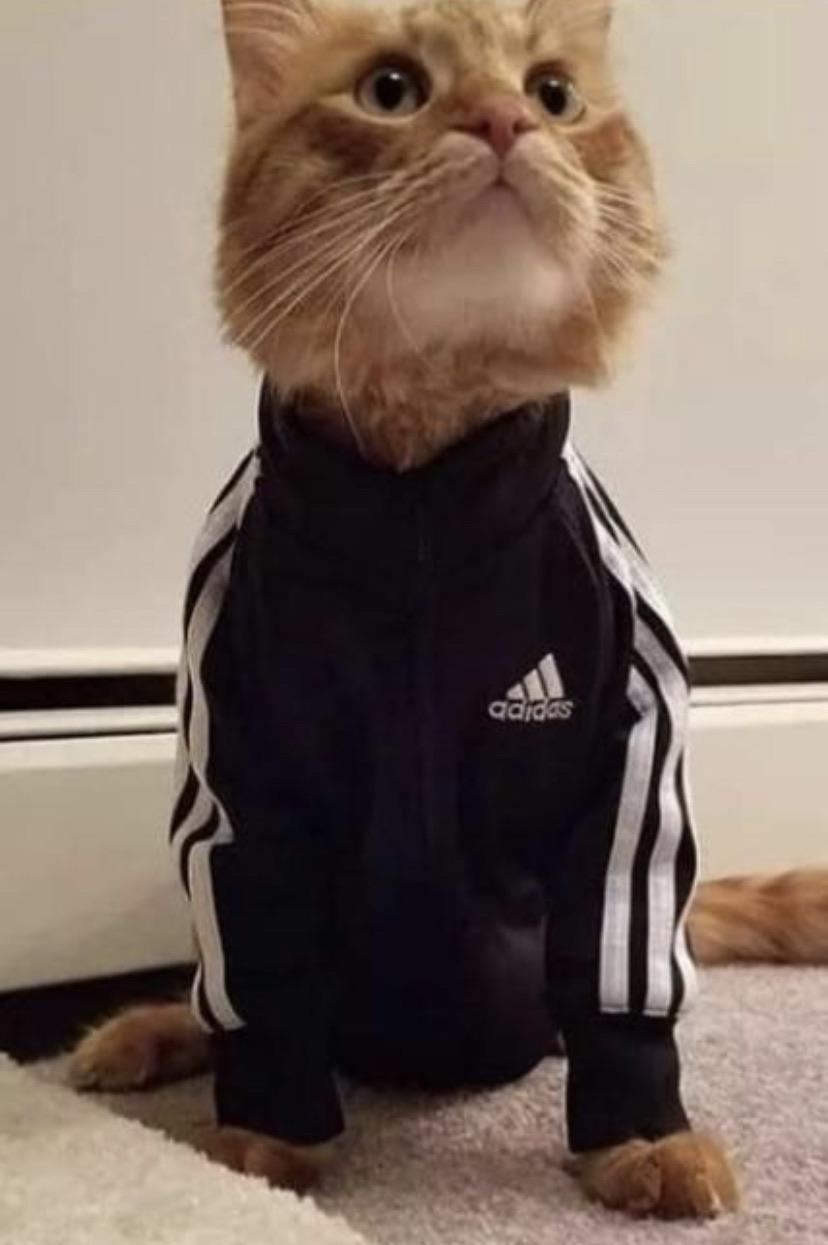 Cat sponsored by Adidas r/Catswithjobs