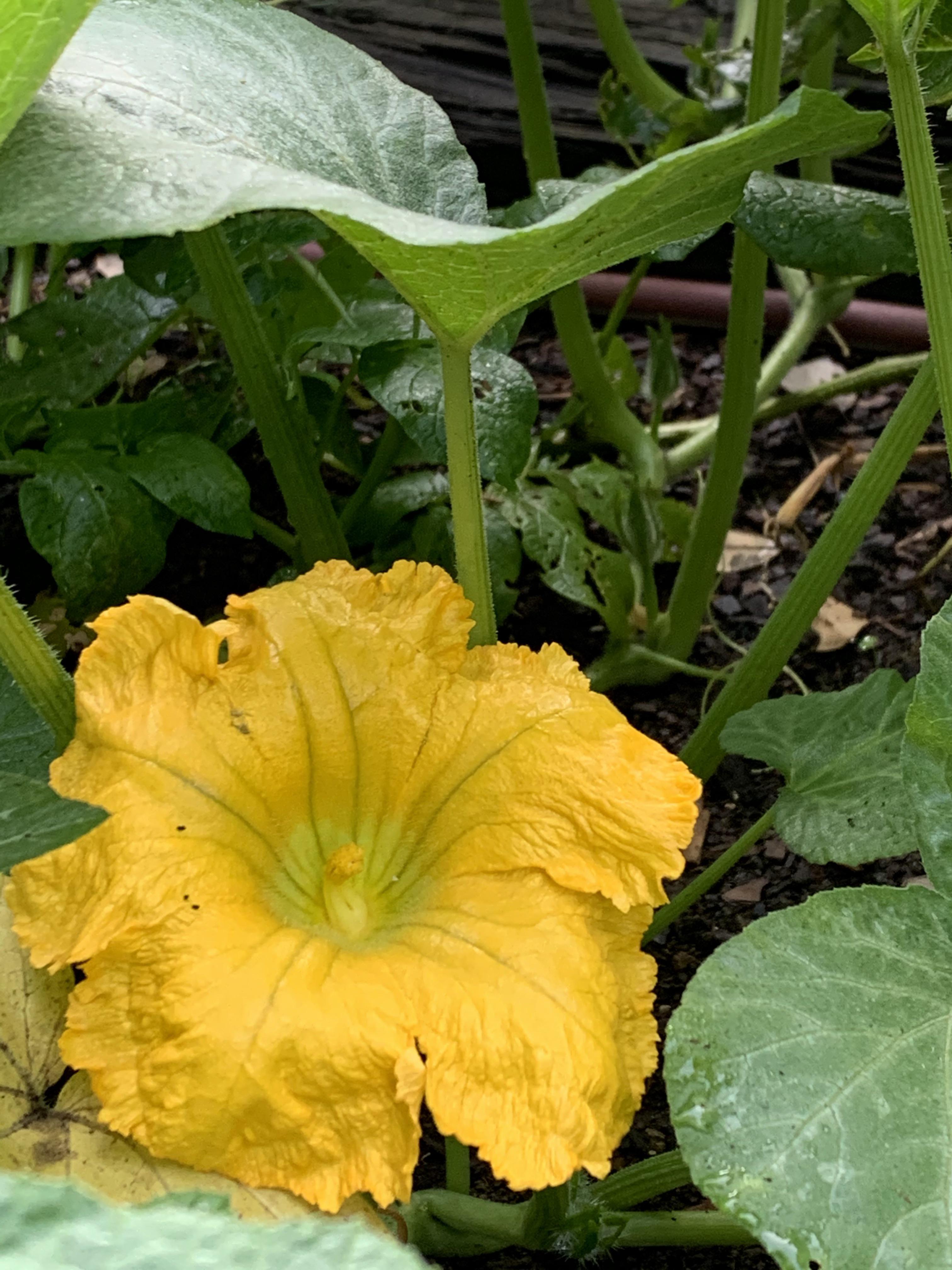 My first zucchini flower! Looks male... do female flowers often lag