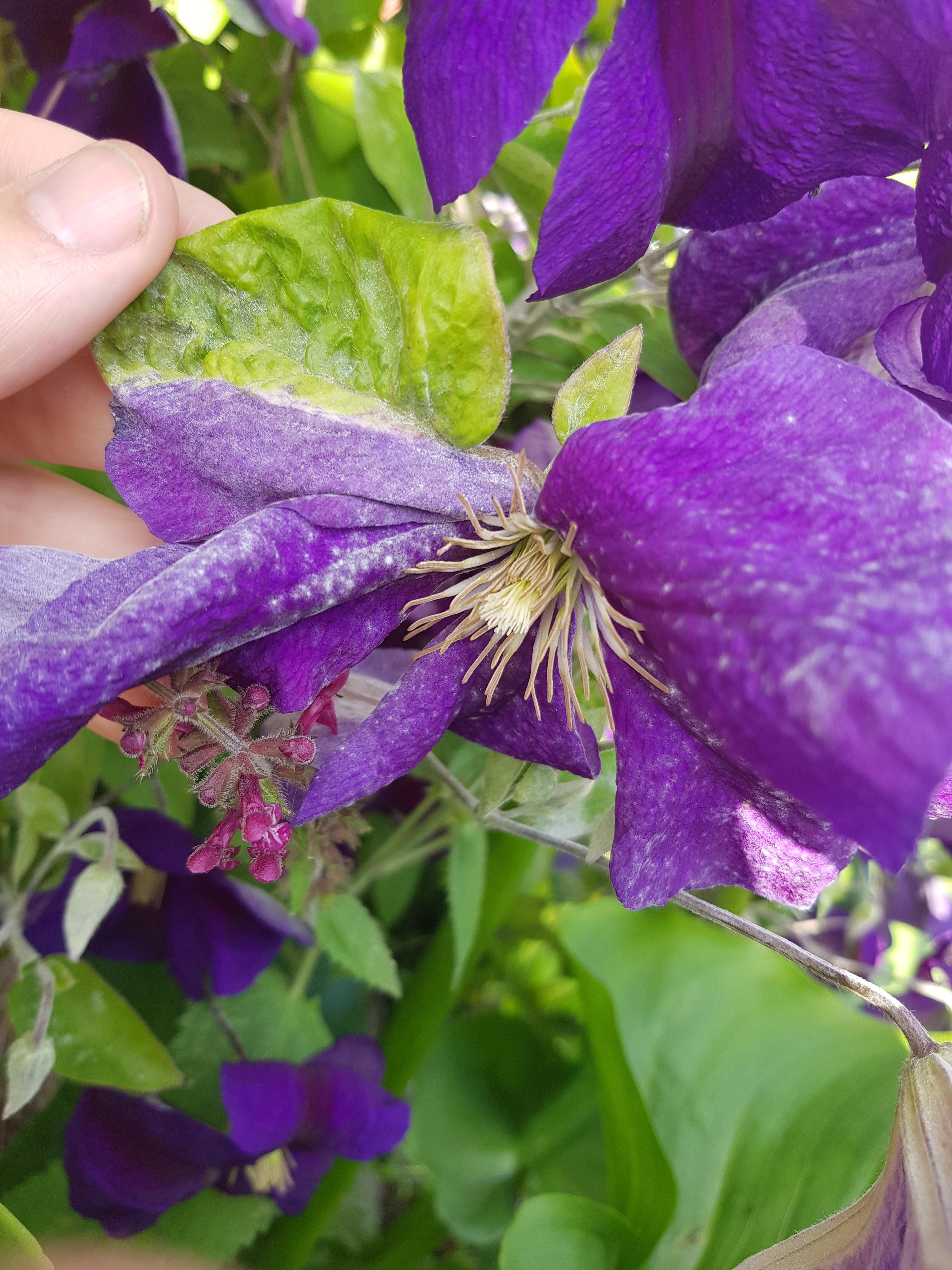 This Clematis flower's petal is half leaf half petal. Kinda cool when