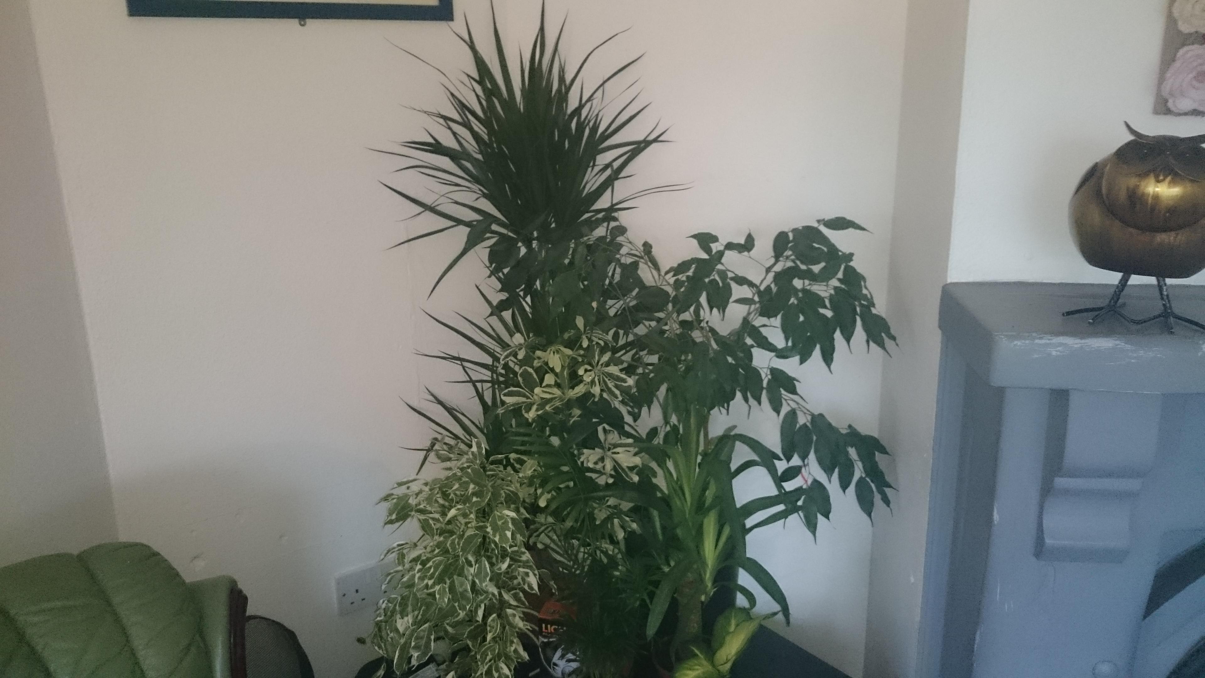 Plants for a Jackson Chameleon r/Chameleons