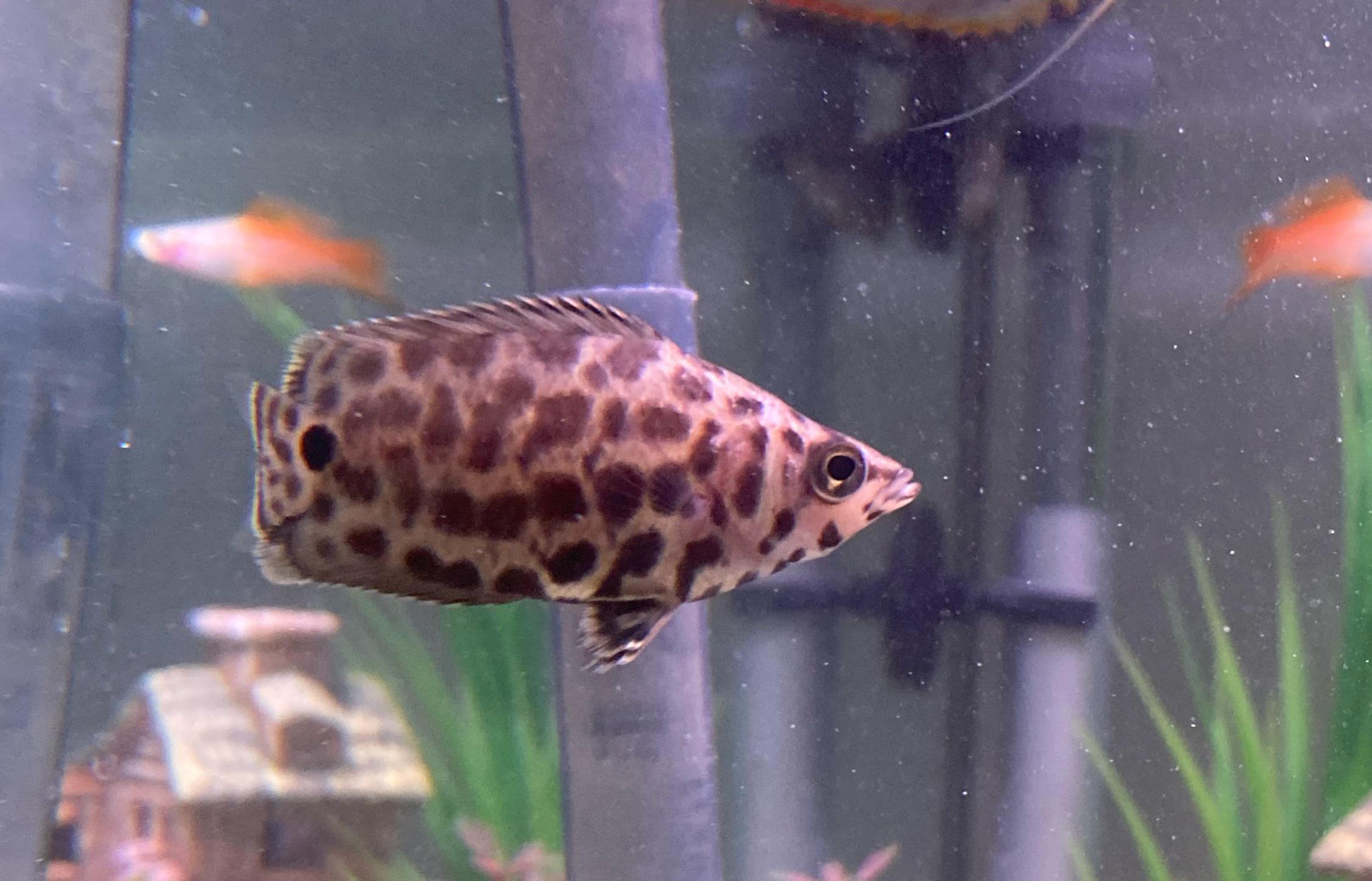 Spotted African Leaf Fish