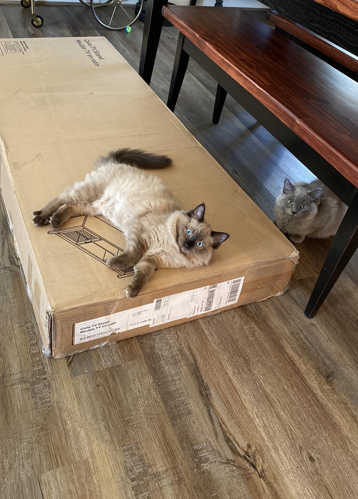 Anyone else’s kittens “inspect” every single package that gets