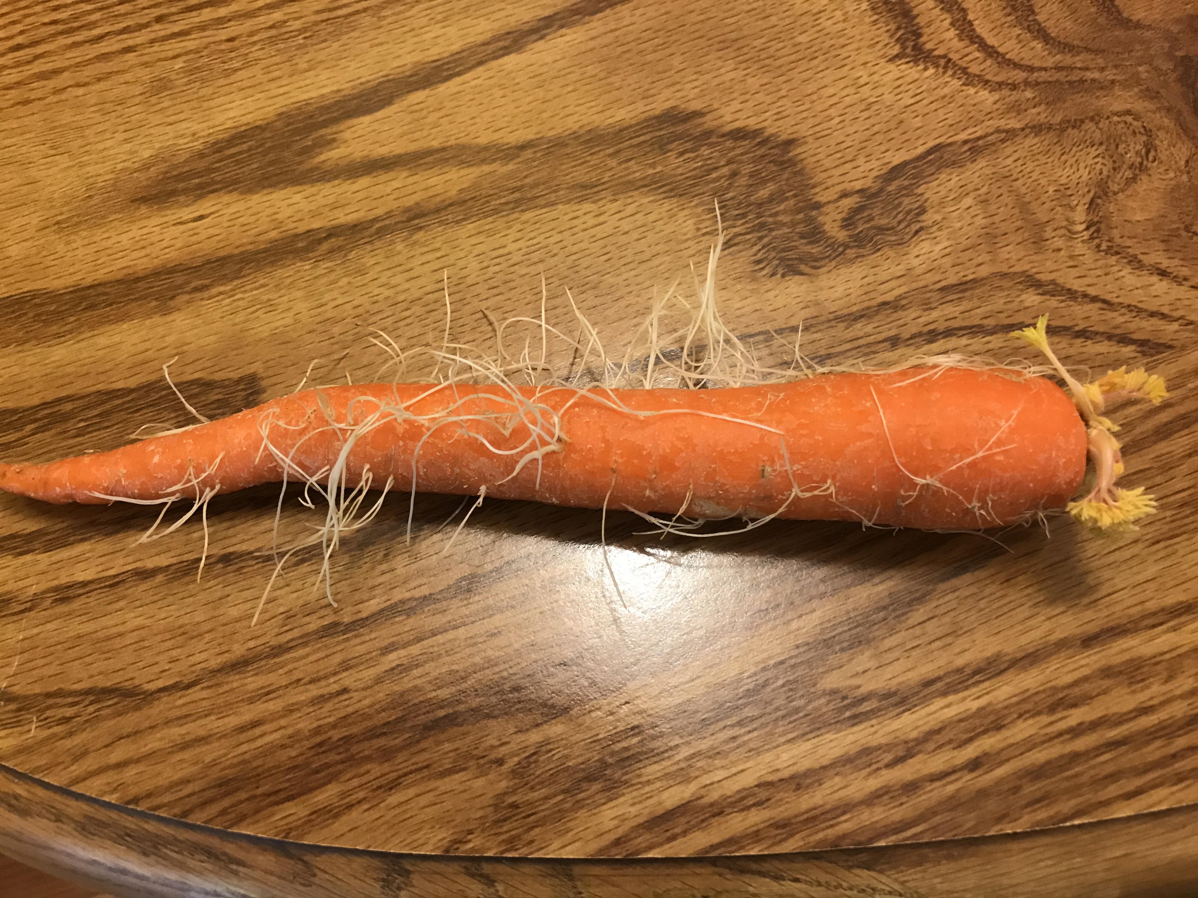 I about my carrots in the fridge and they began growing roots