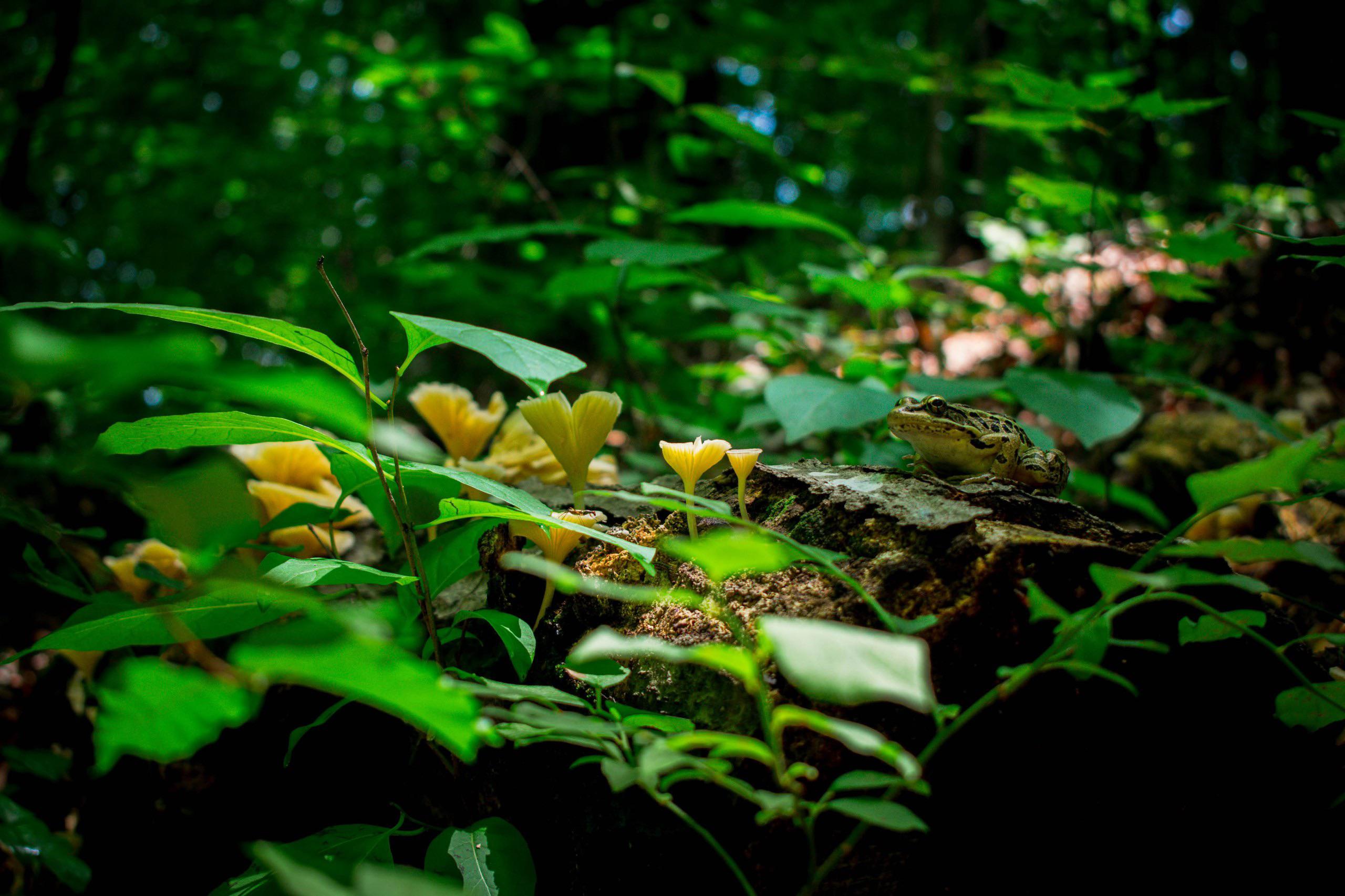 Slowly reconnecting with nature and Druidry. Took this pic of a frog