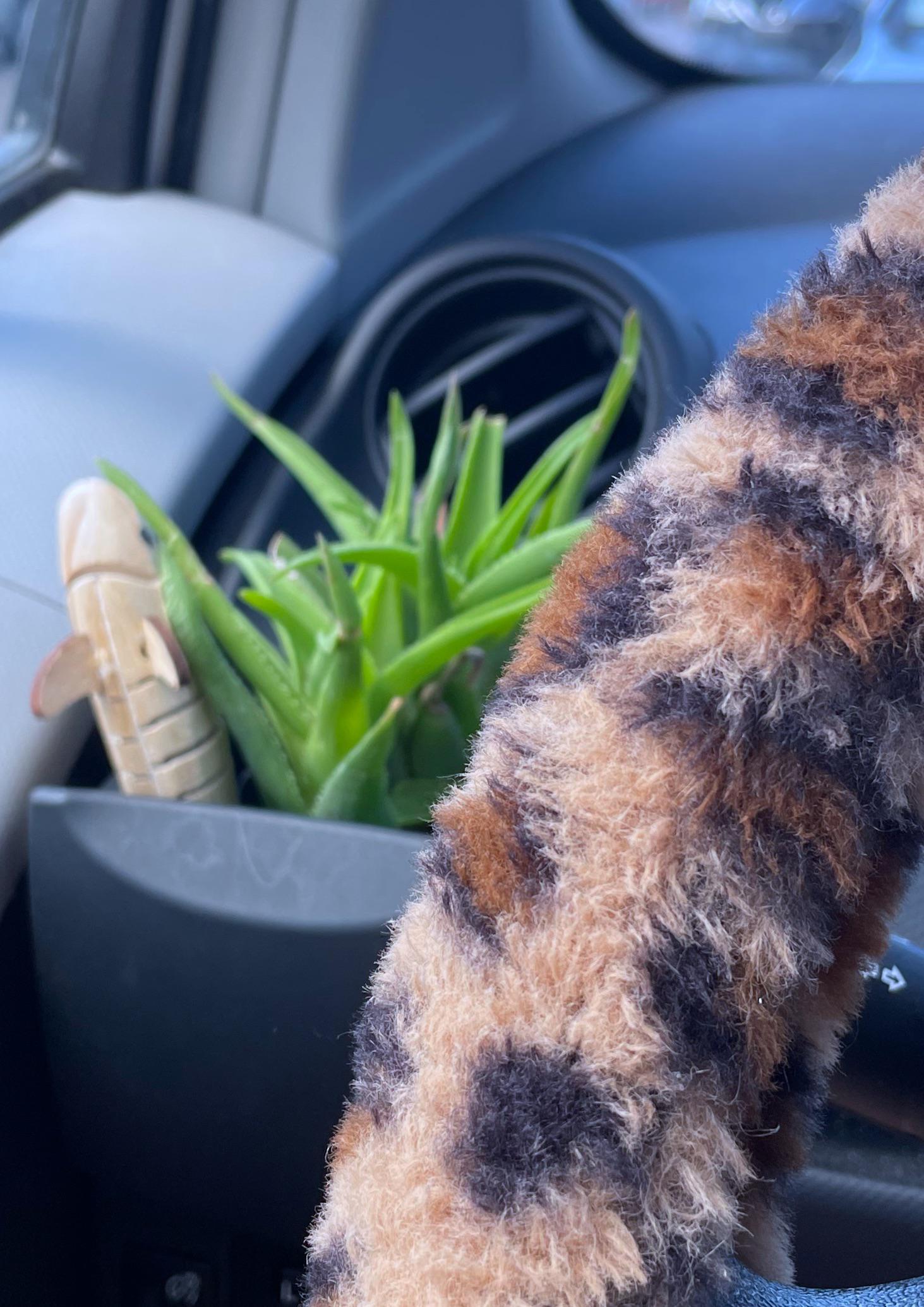Can a plant live in a car? r/plants
