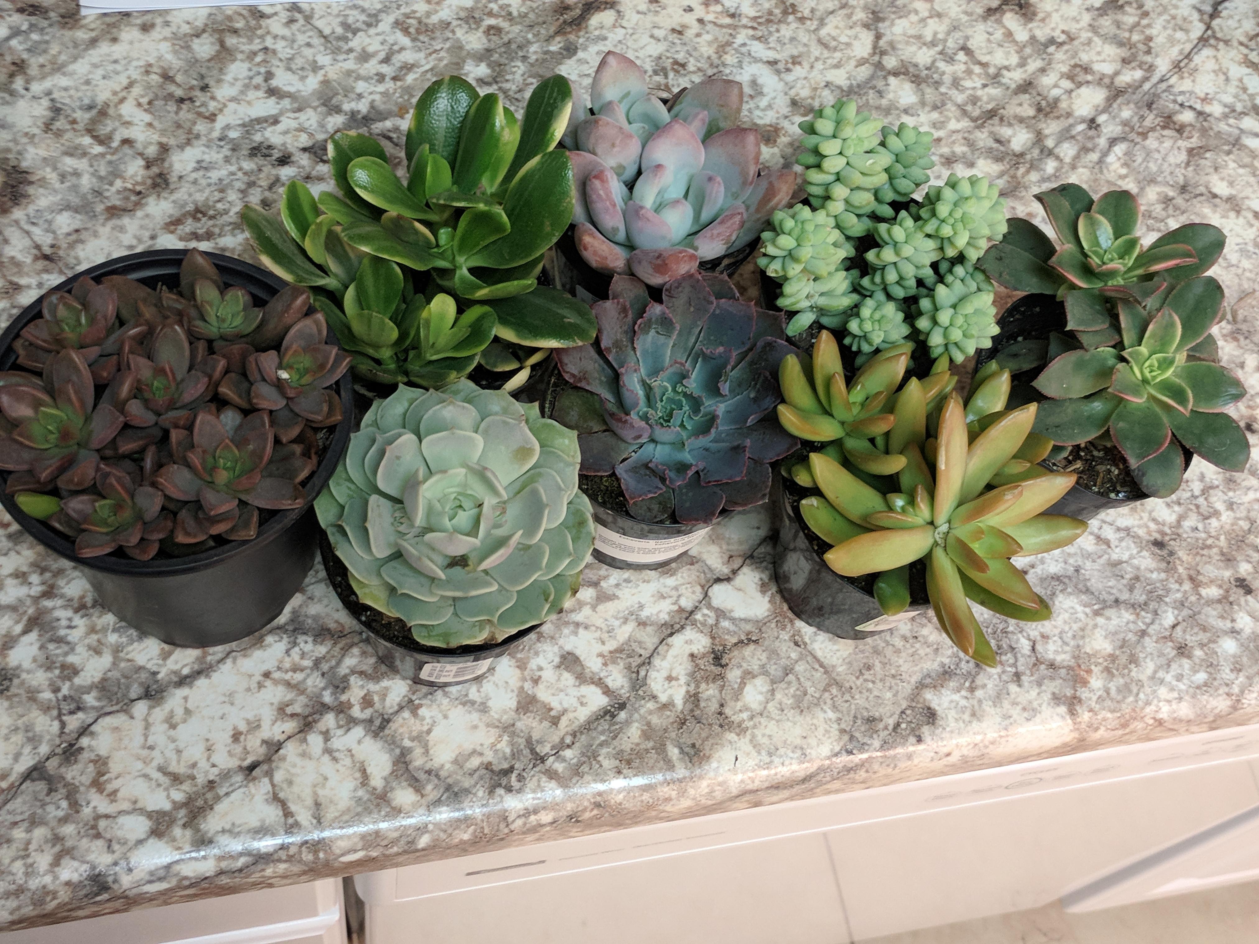 My jaw dropped to the floor when I saw Home Depots holiday collection