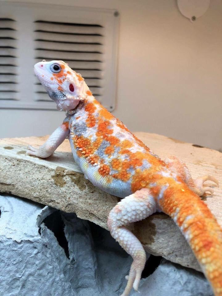 Paradox Morph Bearded Dragon