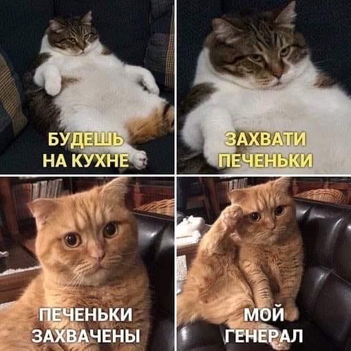 [Russian>English] Russian cat meme (allegedly) about cookies. r