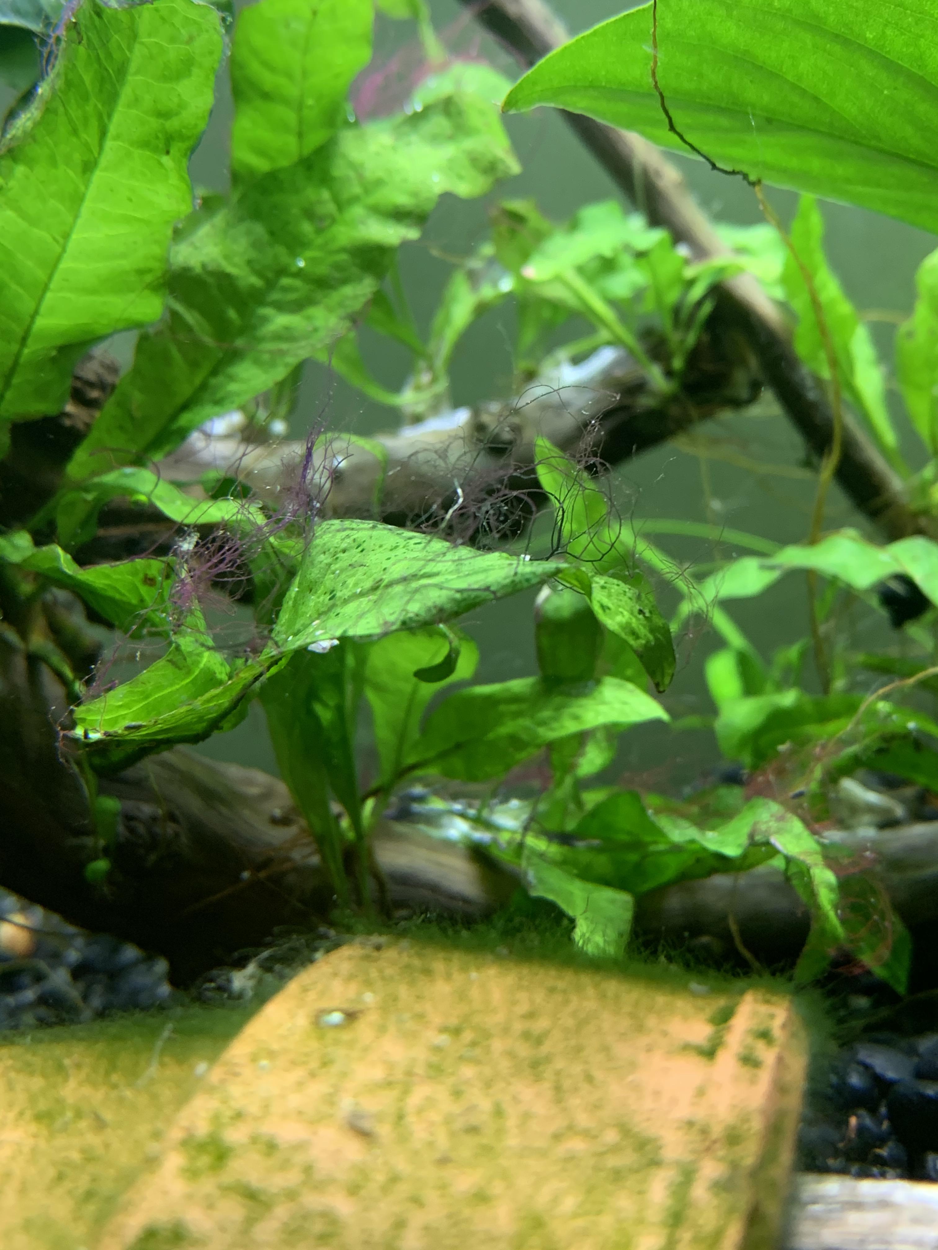 Black beard algae posthydrogen peroxide treatment r/Aquariums