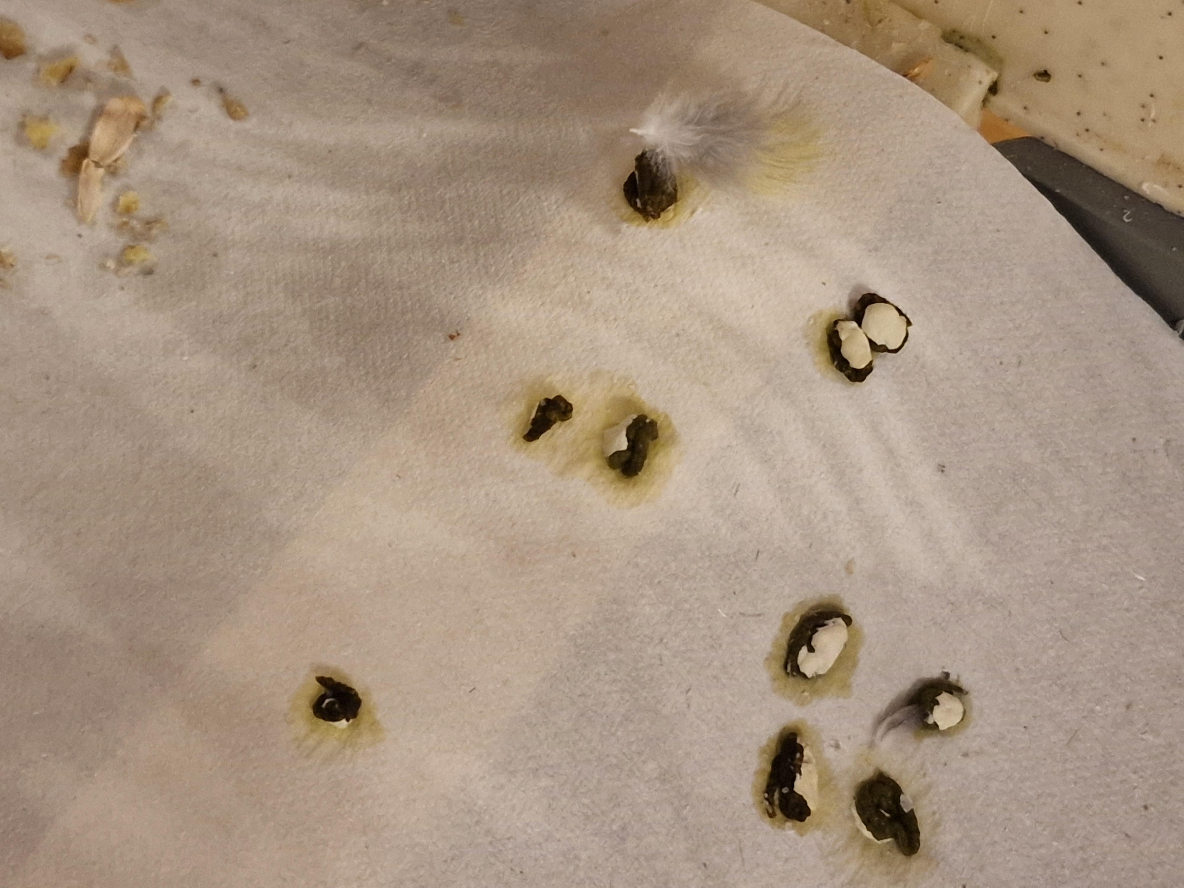 I just can't tell anymore. Is this normal poop? r/cockatiel