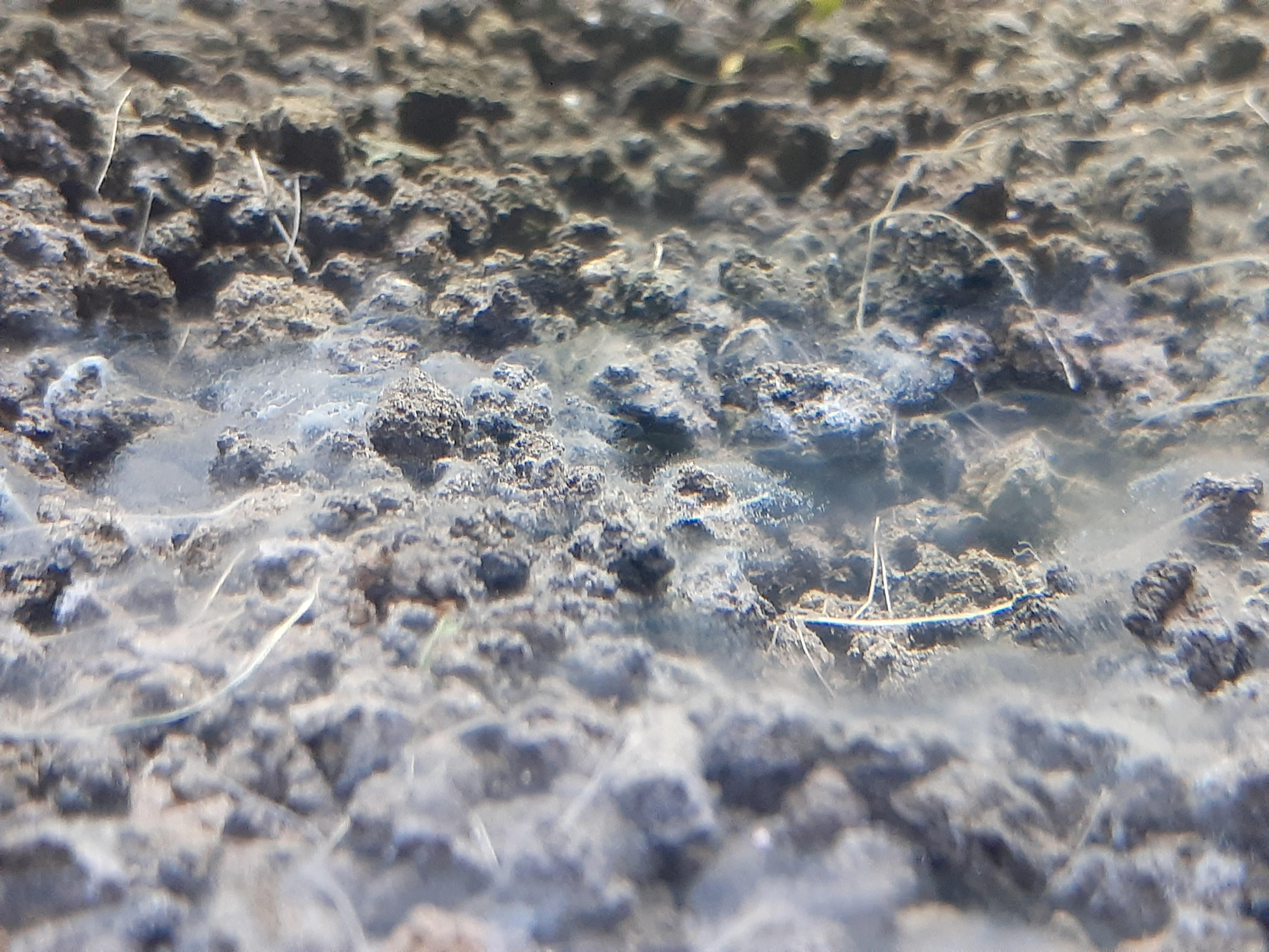 What is this white layer on top of the substrate? r/Aquariums