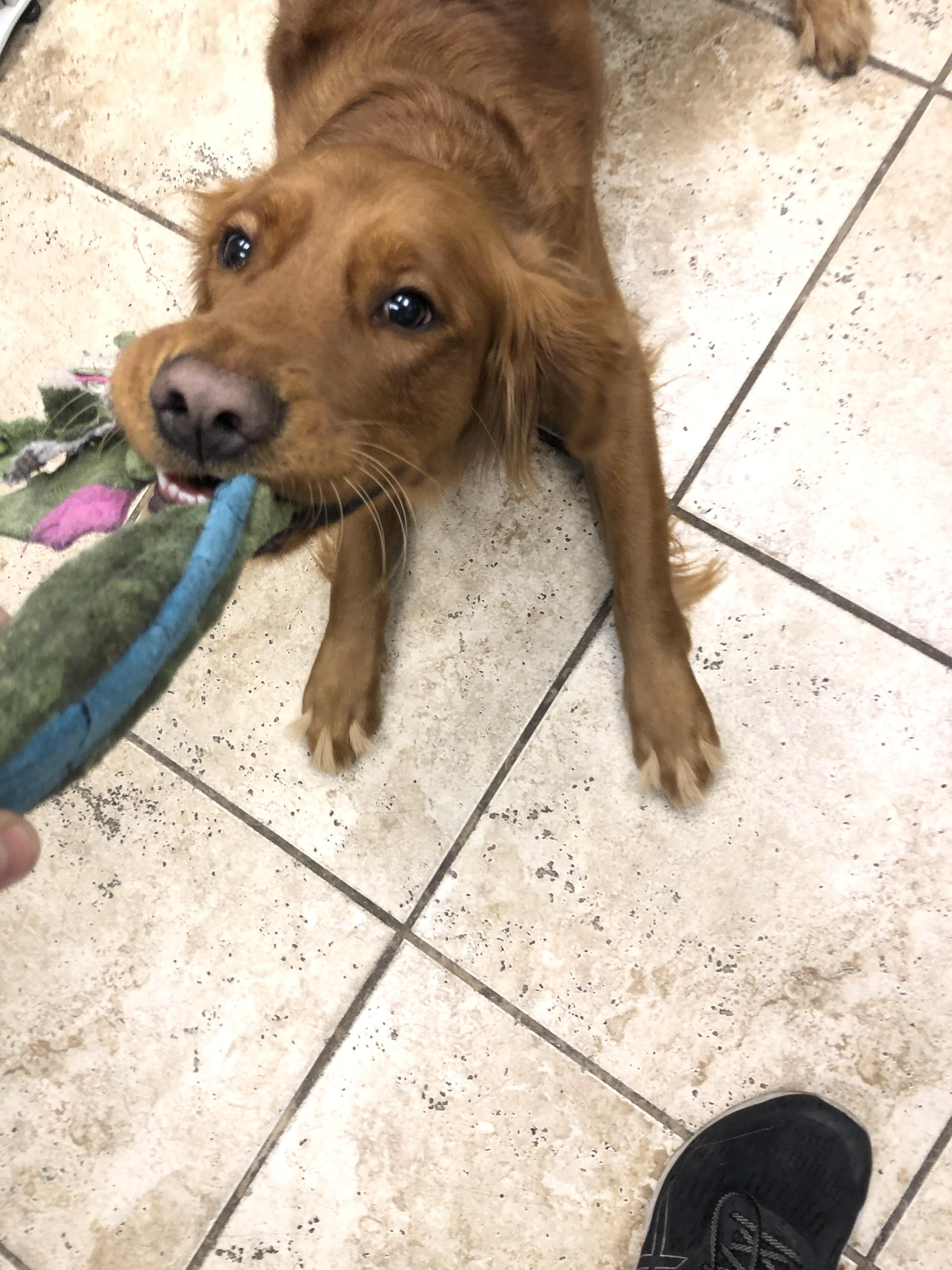 My coworker’s dog has three tufts of fur on each paw coming from in