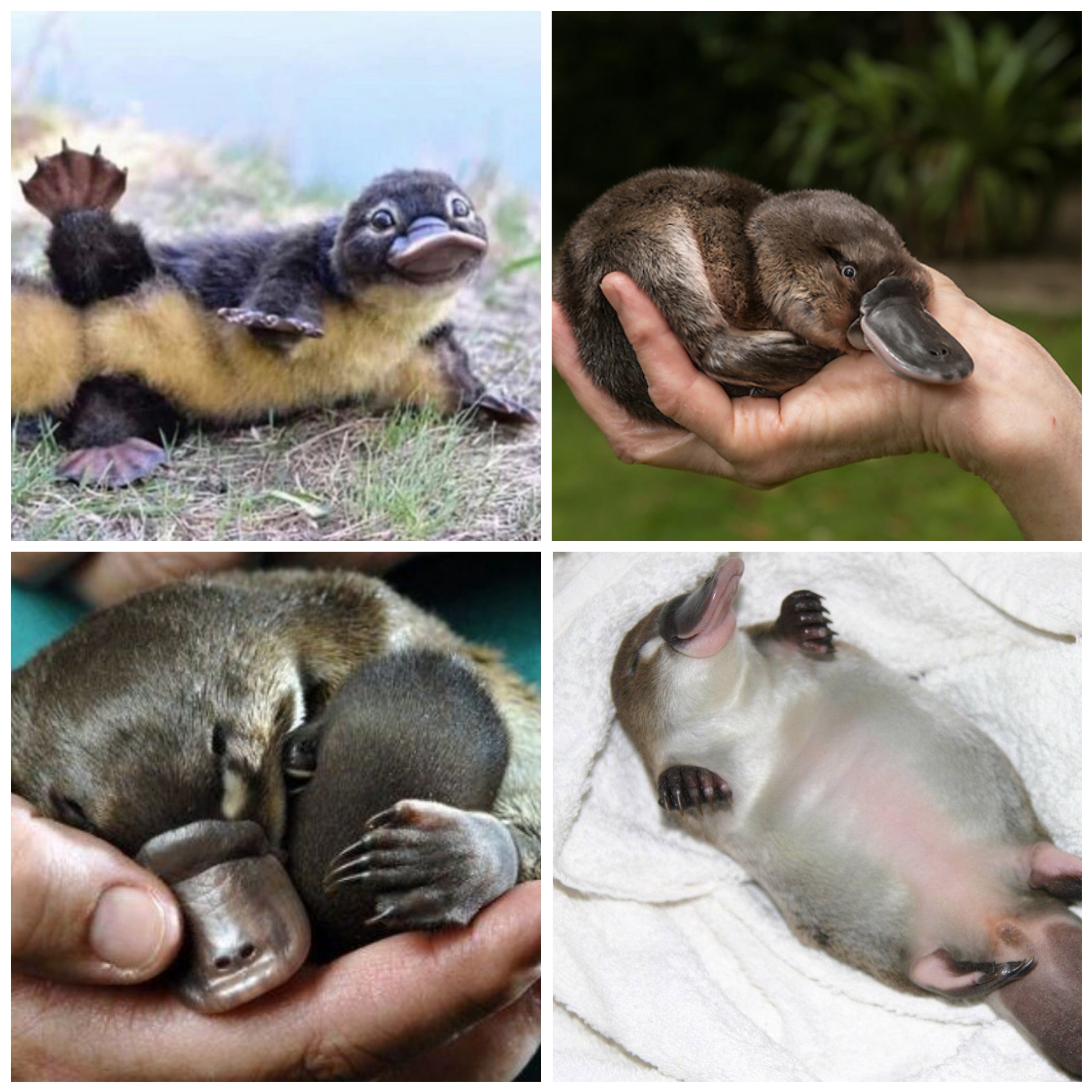 Puggles, an adorable name for adorable baby Platypus r/Eyebleach