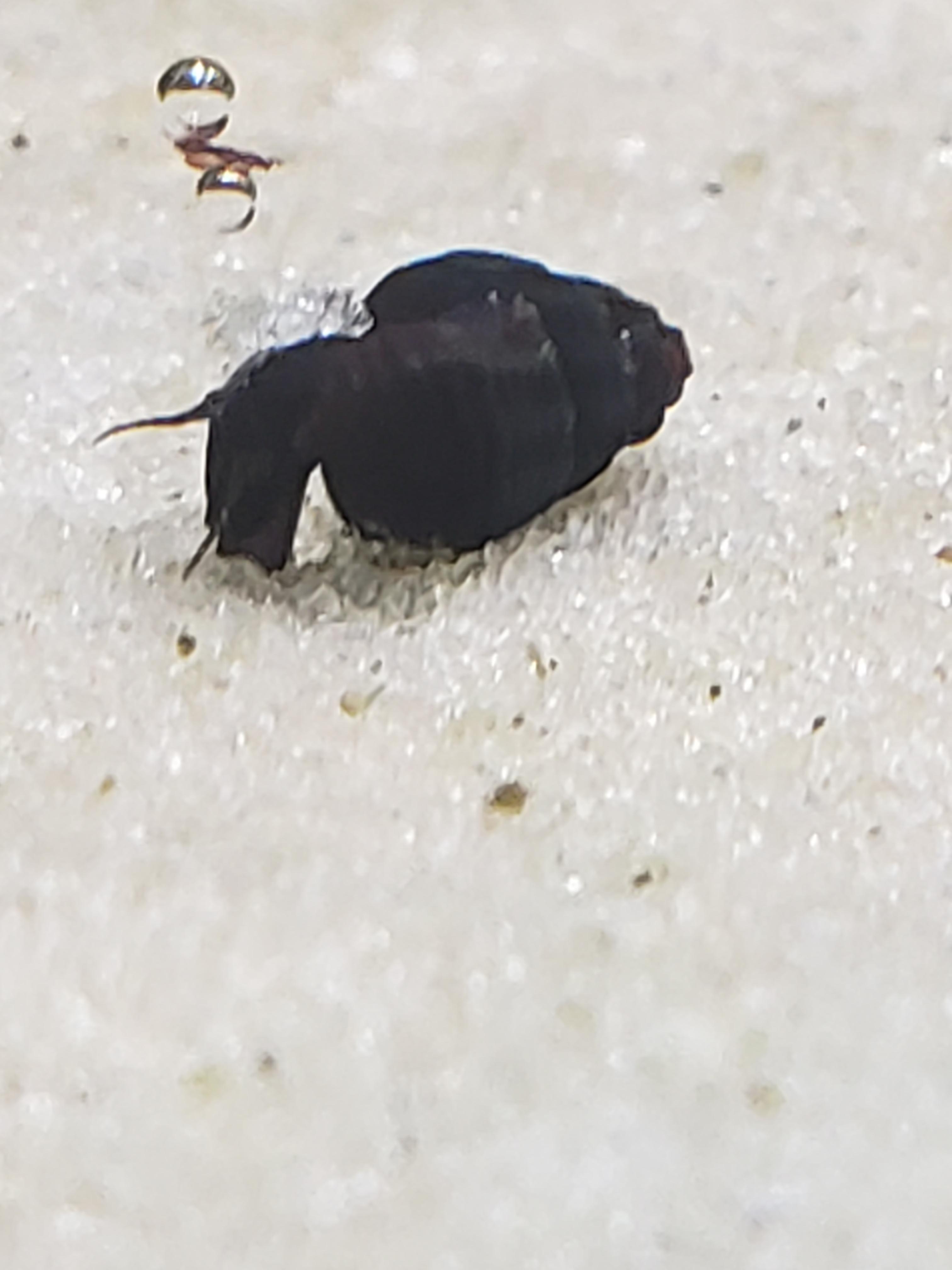 Baby rabbit snail or Malysian Trumpet? r/AquaticSnails