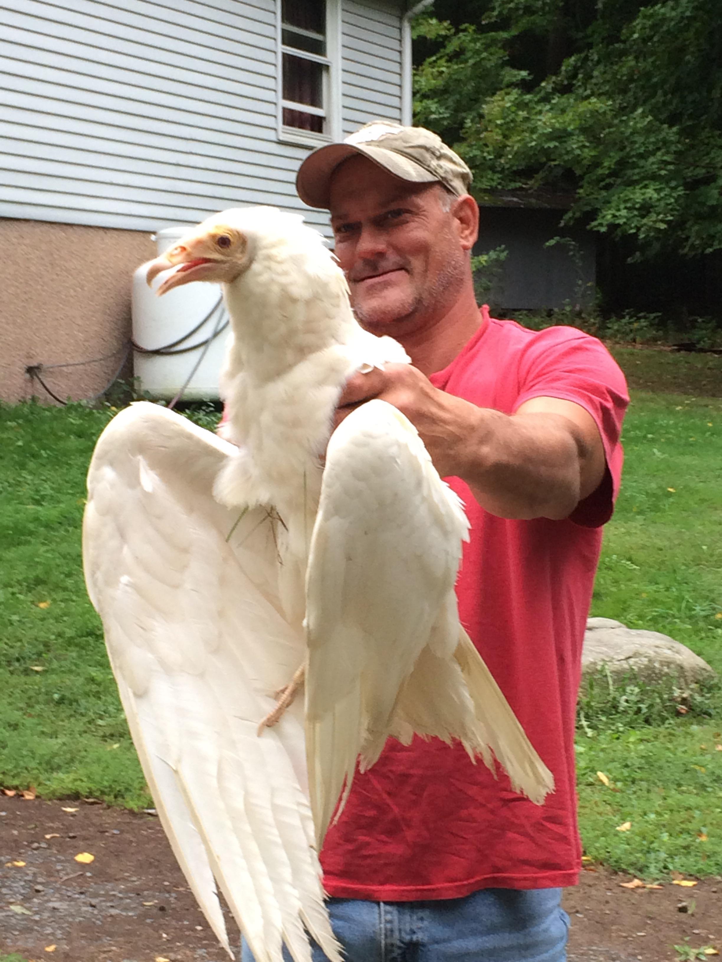 Found a Albino Turkey Vulture a few years back. Wasn’t healthy, brought