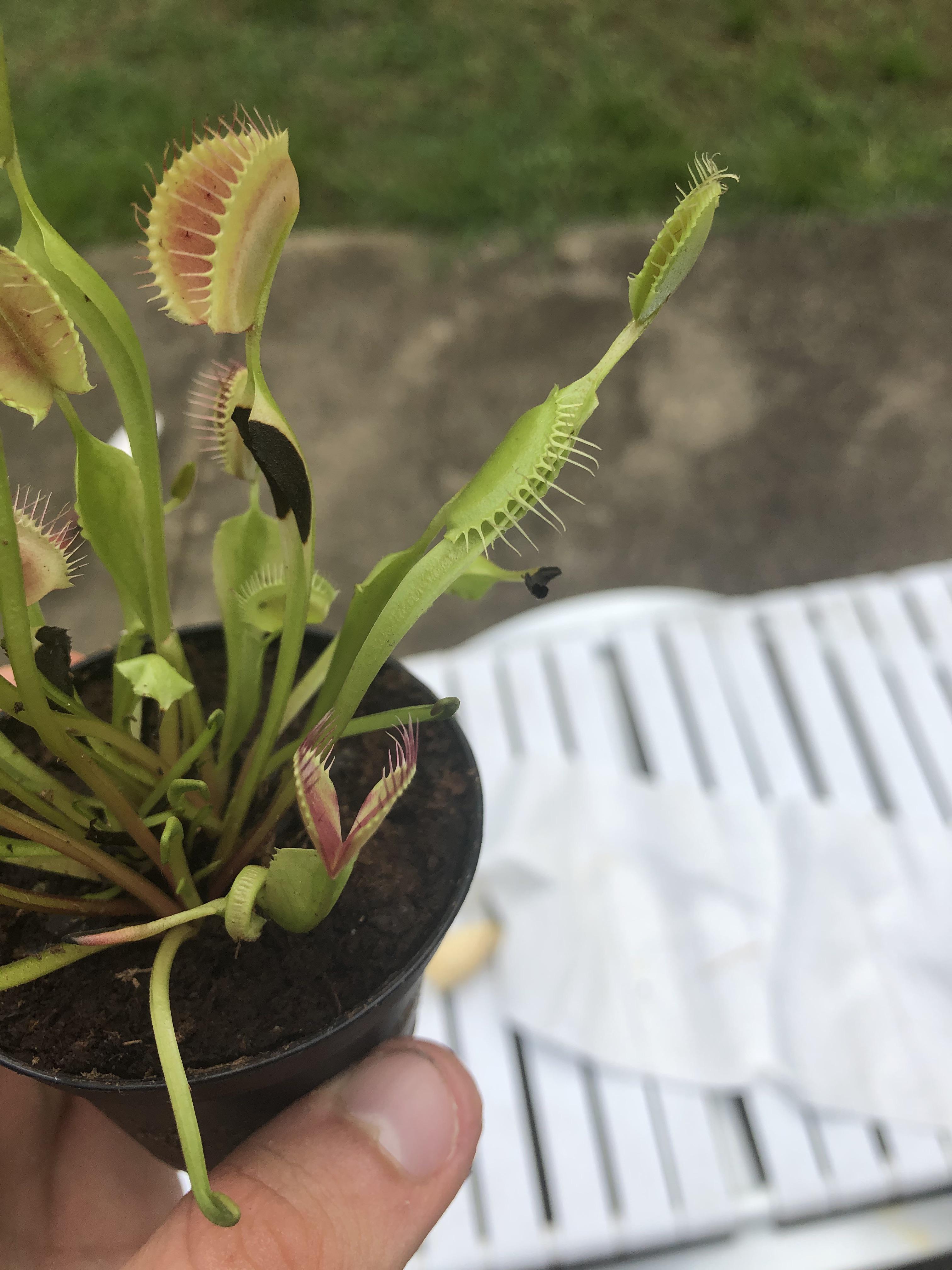 My Venus Fly Trap accidentally bit itself pyrrhicvictories