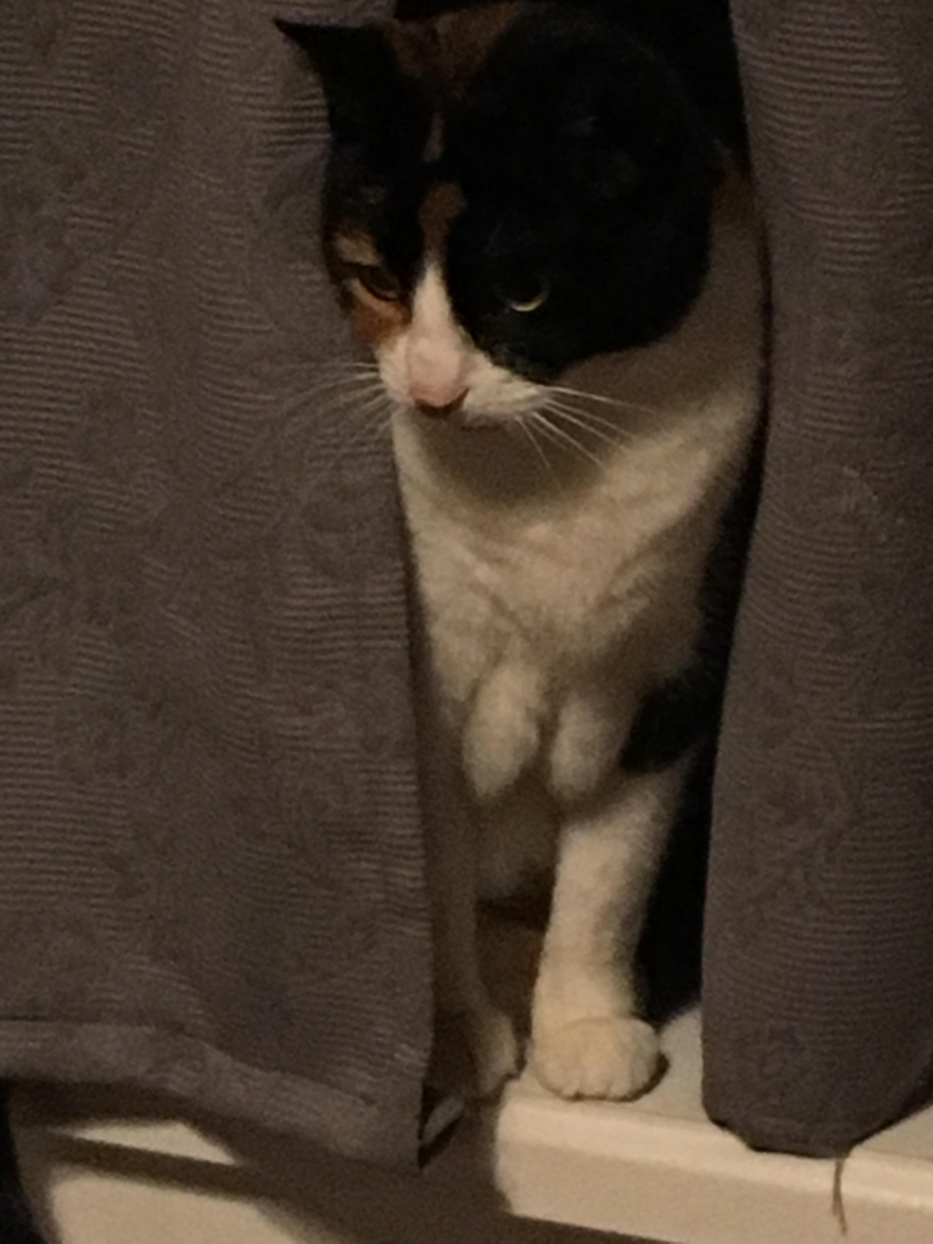 Apparently, our cat is getting too fat, it needs a bra r/cats