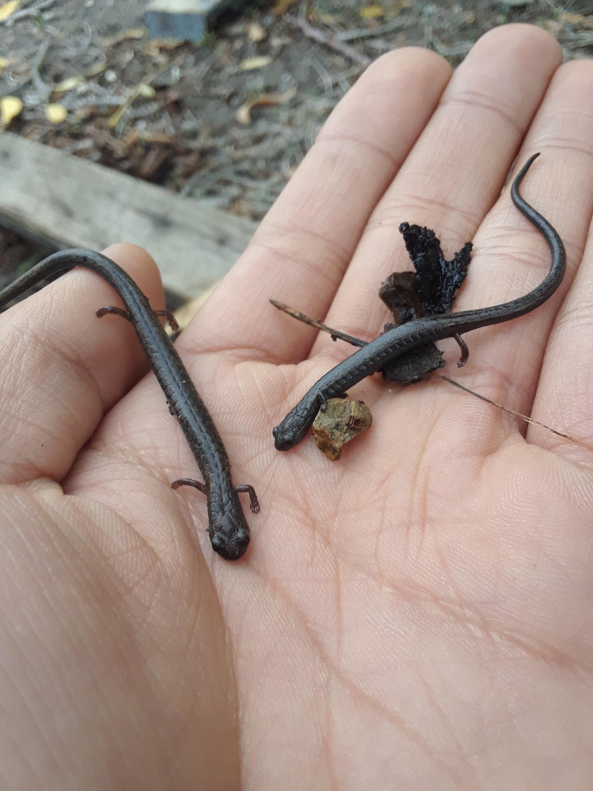 California Slender Salamanders r/Amphibians