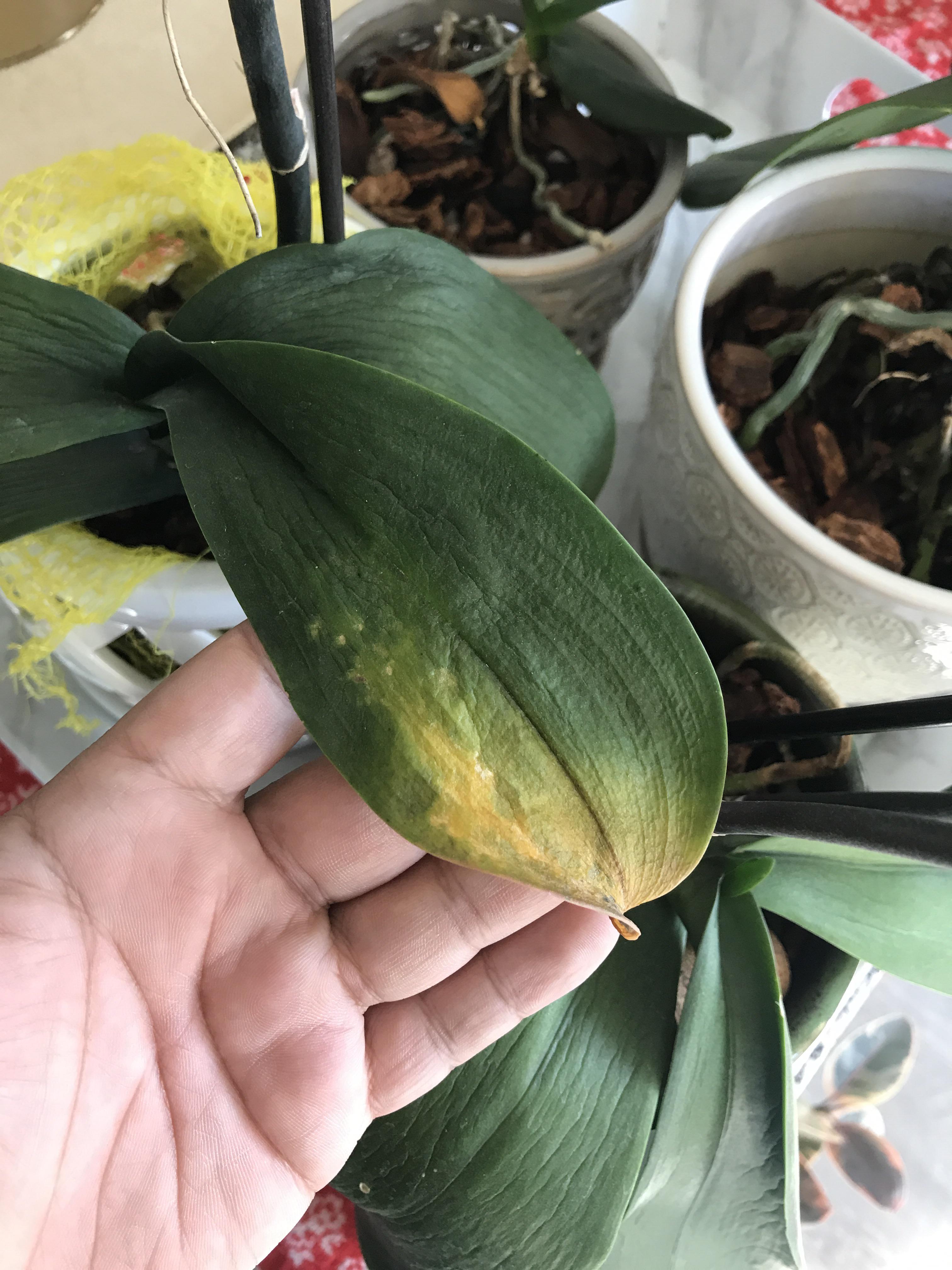 This orchid has very limp and wrinkly leaf that has also turned yellow