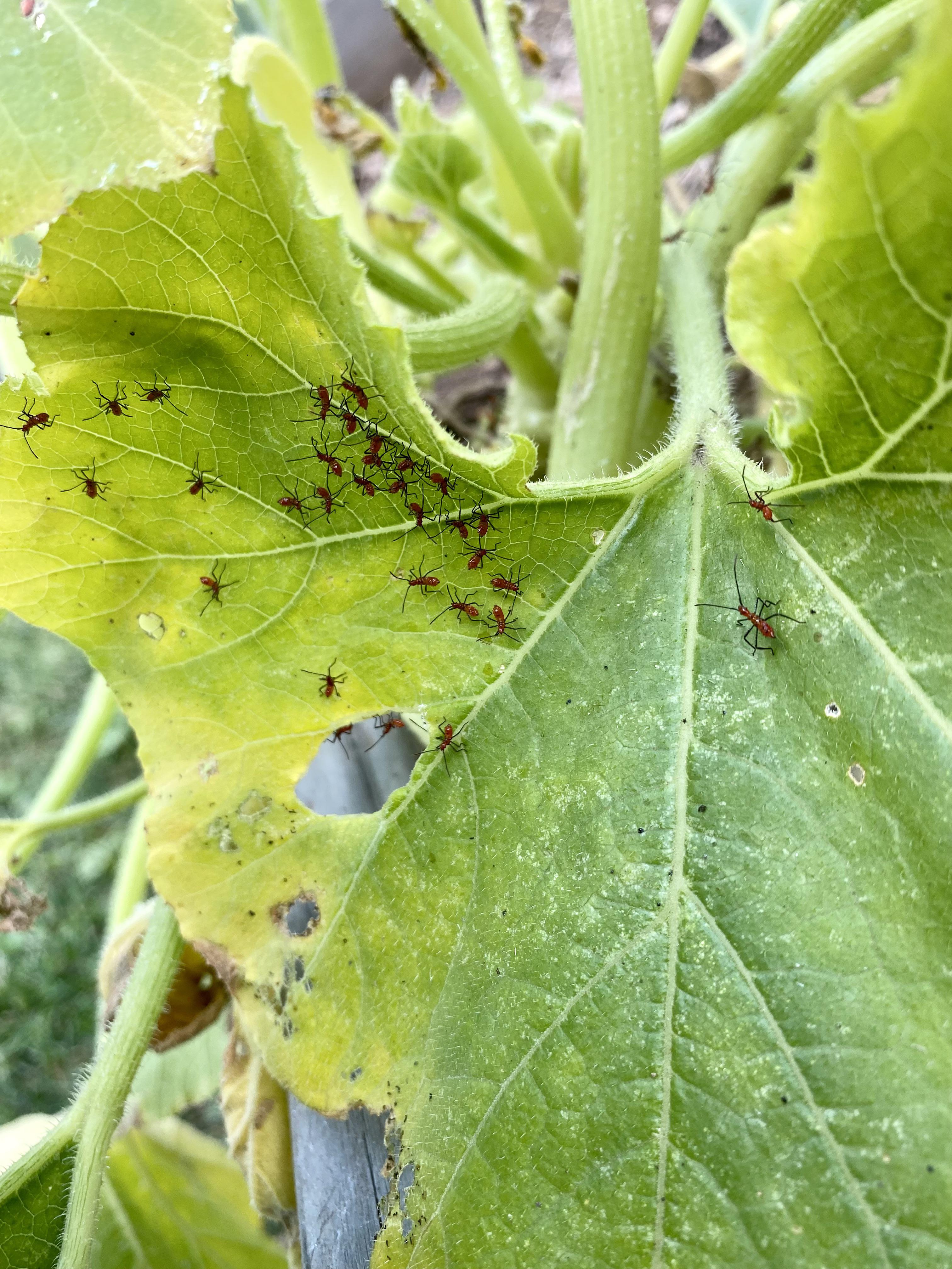 What is this nightmare fuel on my zucchini plant? r/vegetablegardening