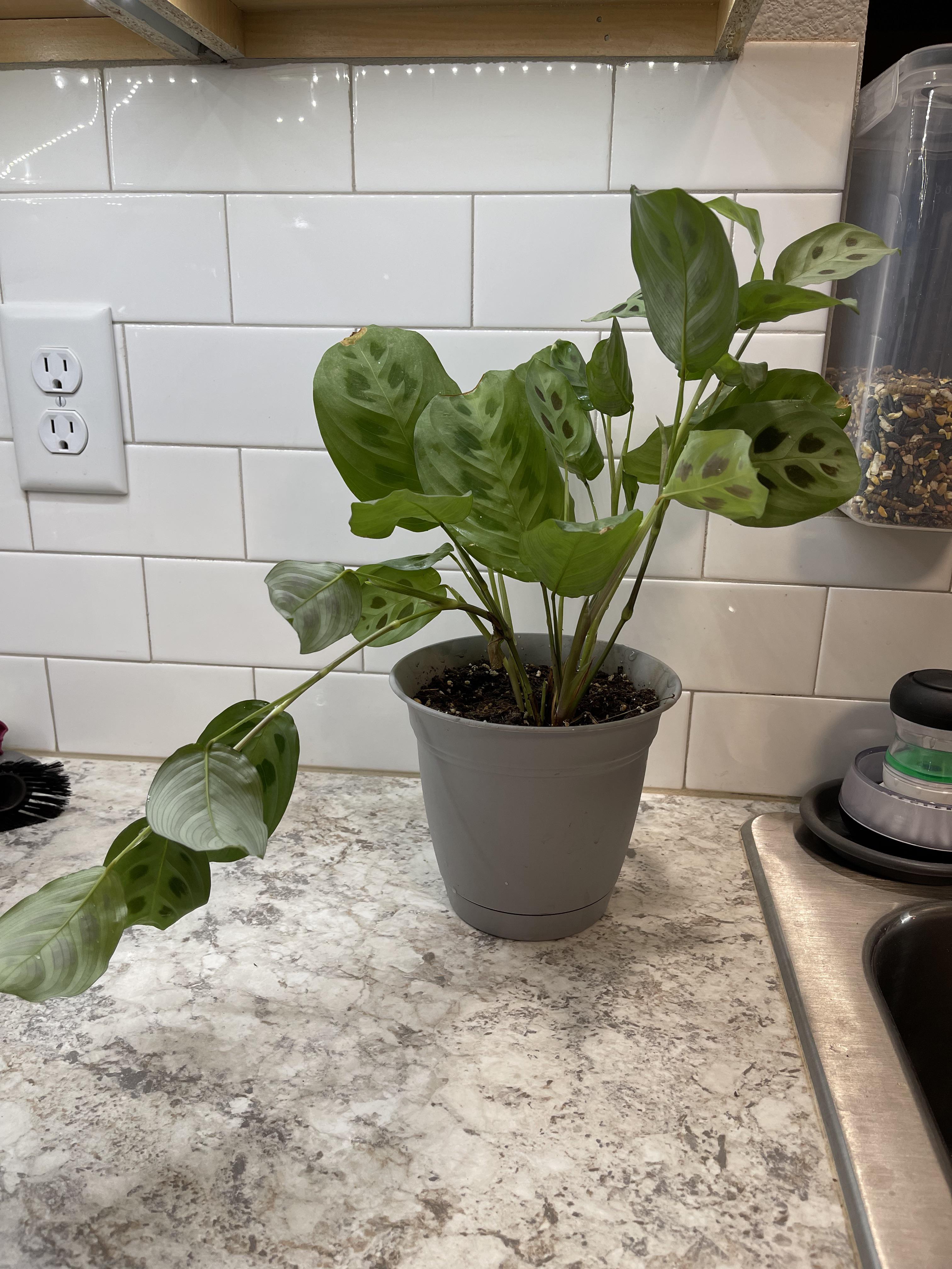 Do you stake prayer plants? One of mine is really fragile. I sprayed