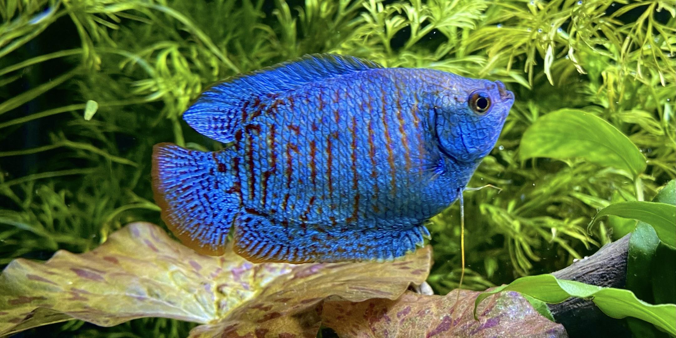 Powder Blue Gourami (Trichogaster Lalia Variation) Care, 57 OFF