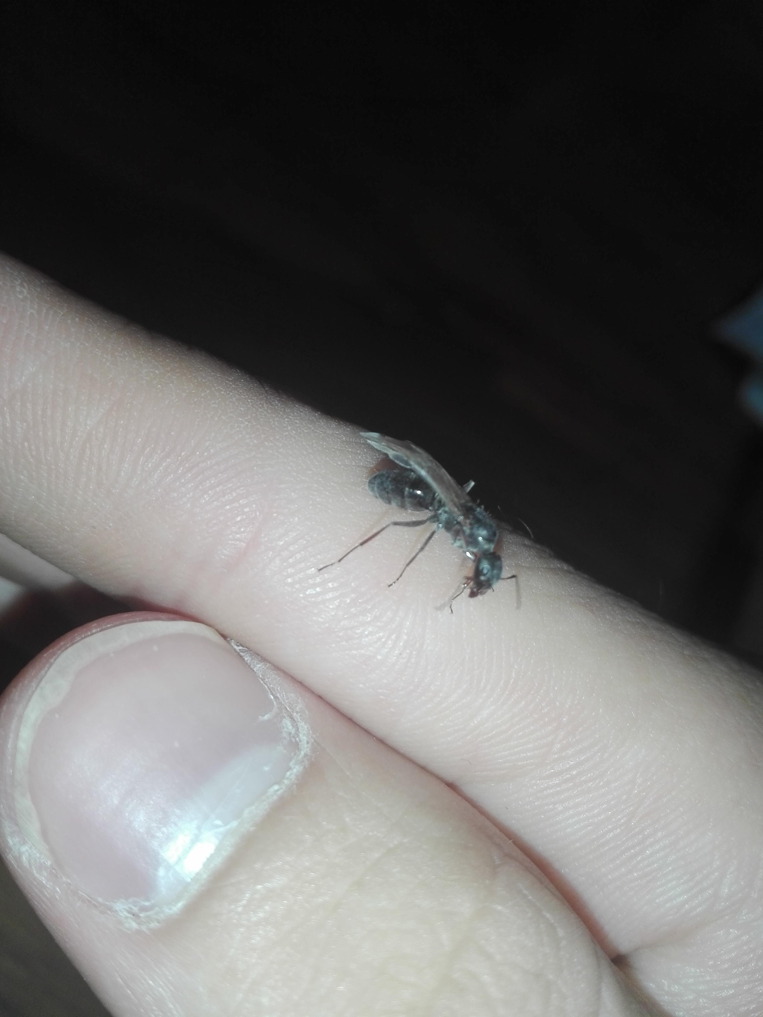I released it because I don't know if it is pregnant. I'm