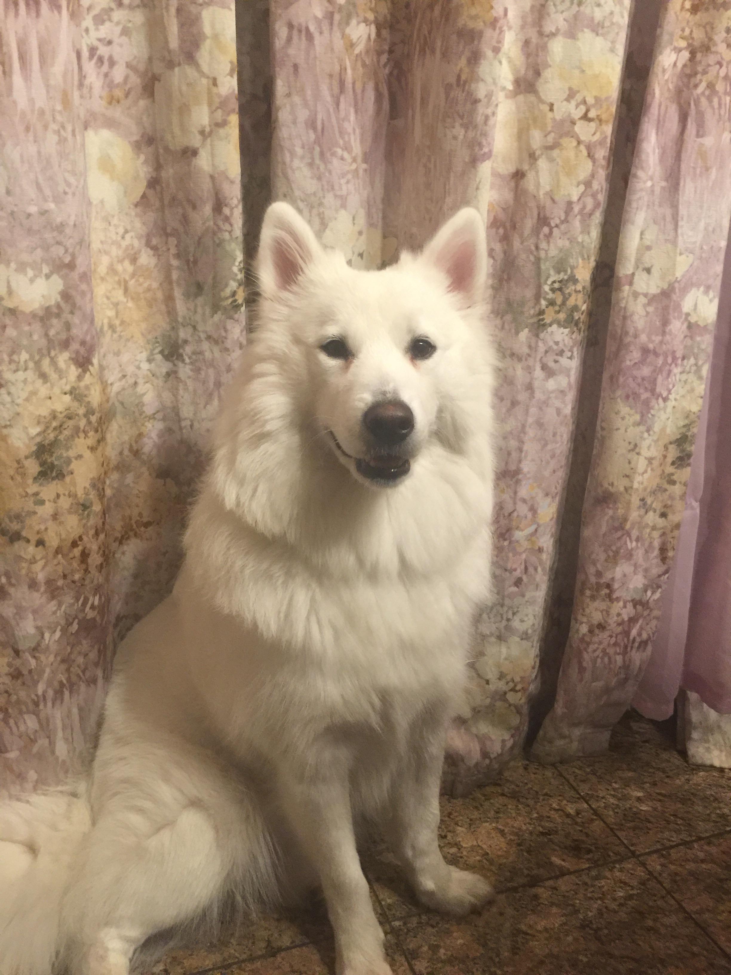 23+ Samoyed Average Weight l2sanpiero