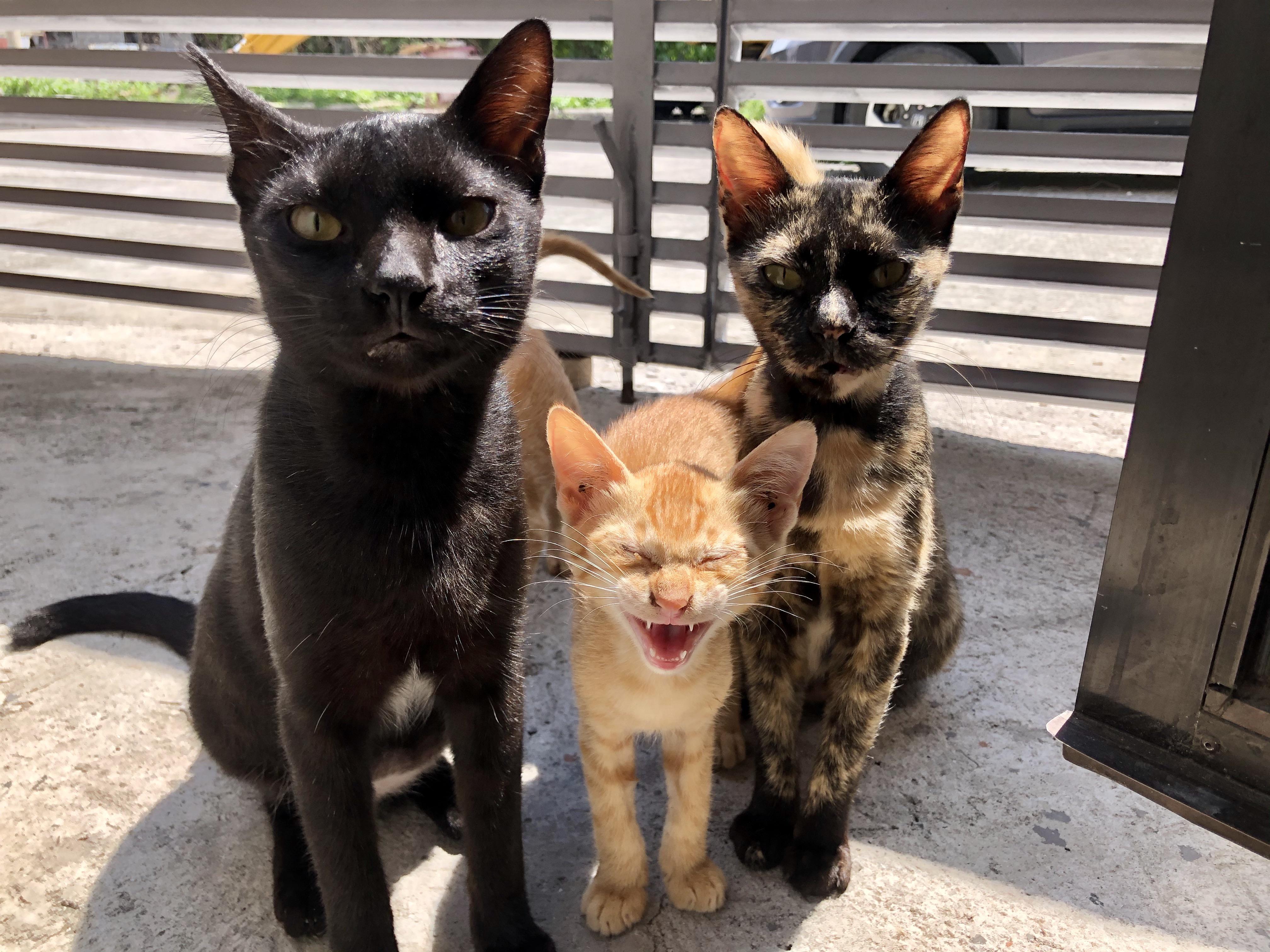 Family picture! r/cats
