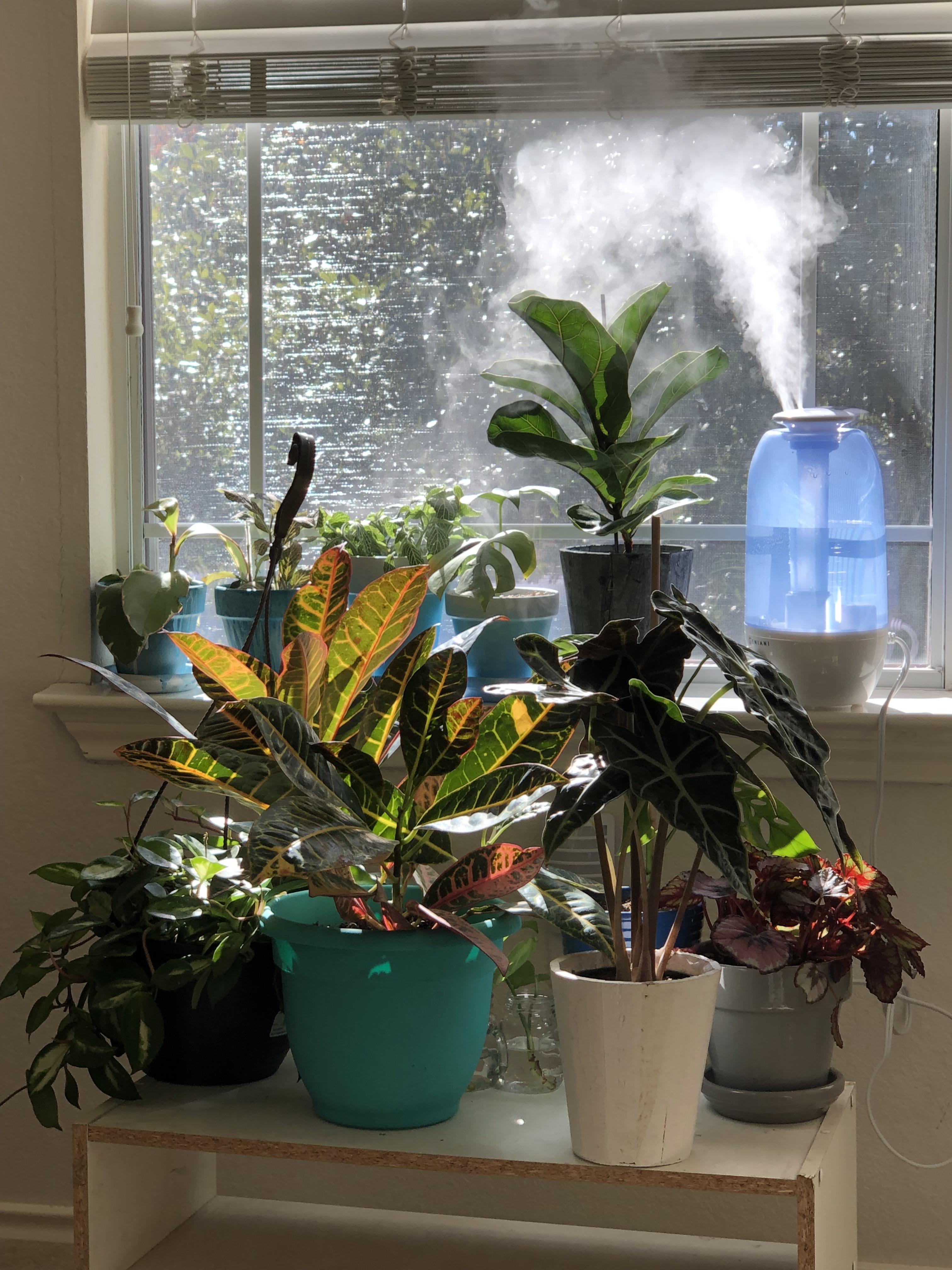 The mini jungle with new rescued plants living the best life during