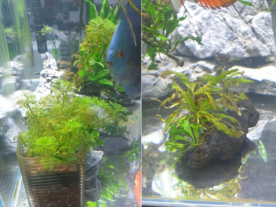 Put these 2 new plants in and this happened 2 weeks in! Too much light and algae? Or melting? (L
