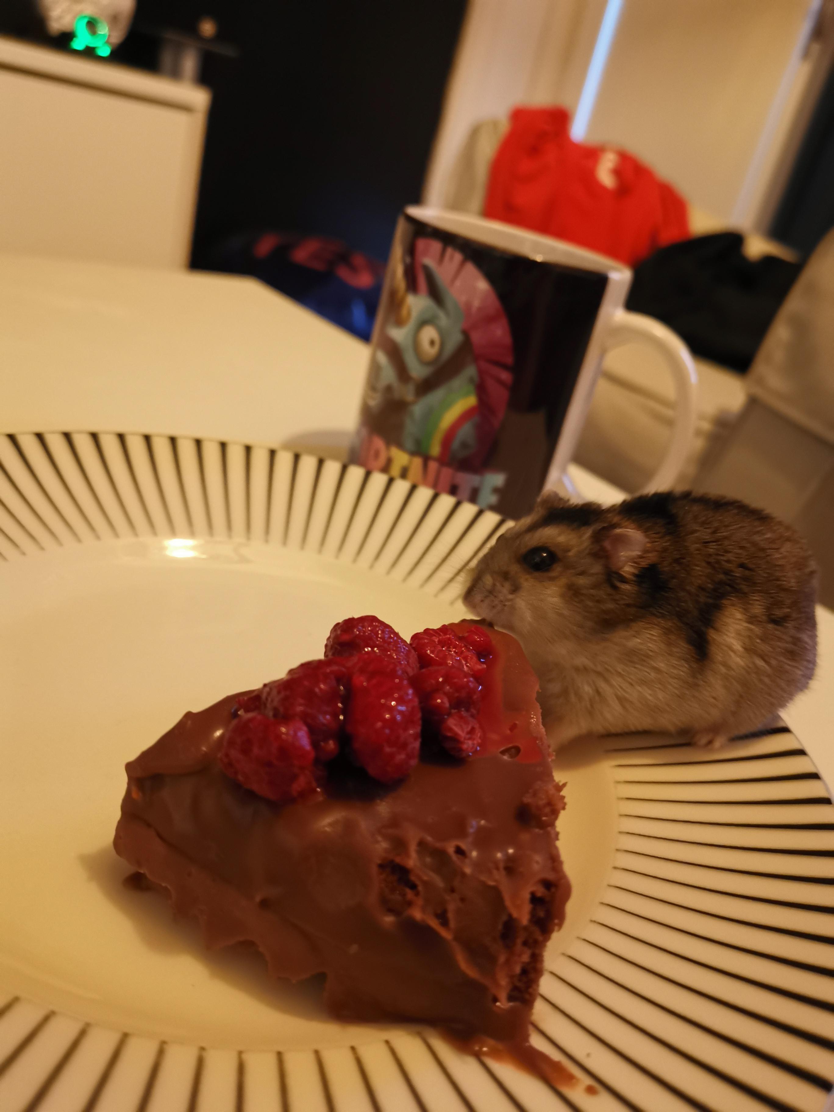 Hamster eating cake r/Blessed_Images
