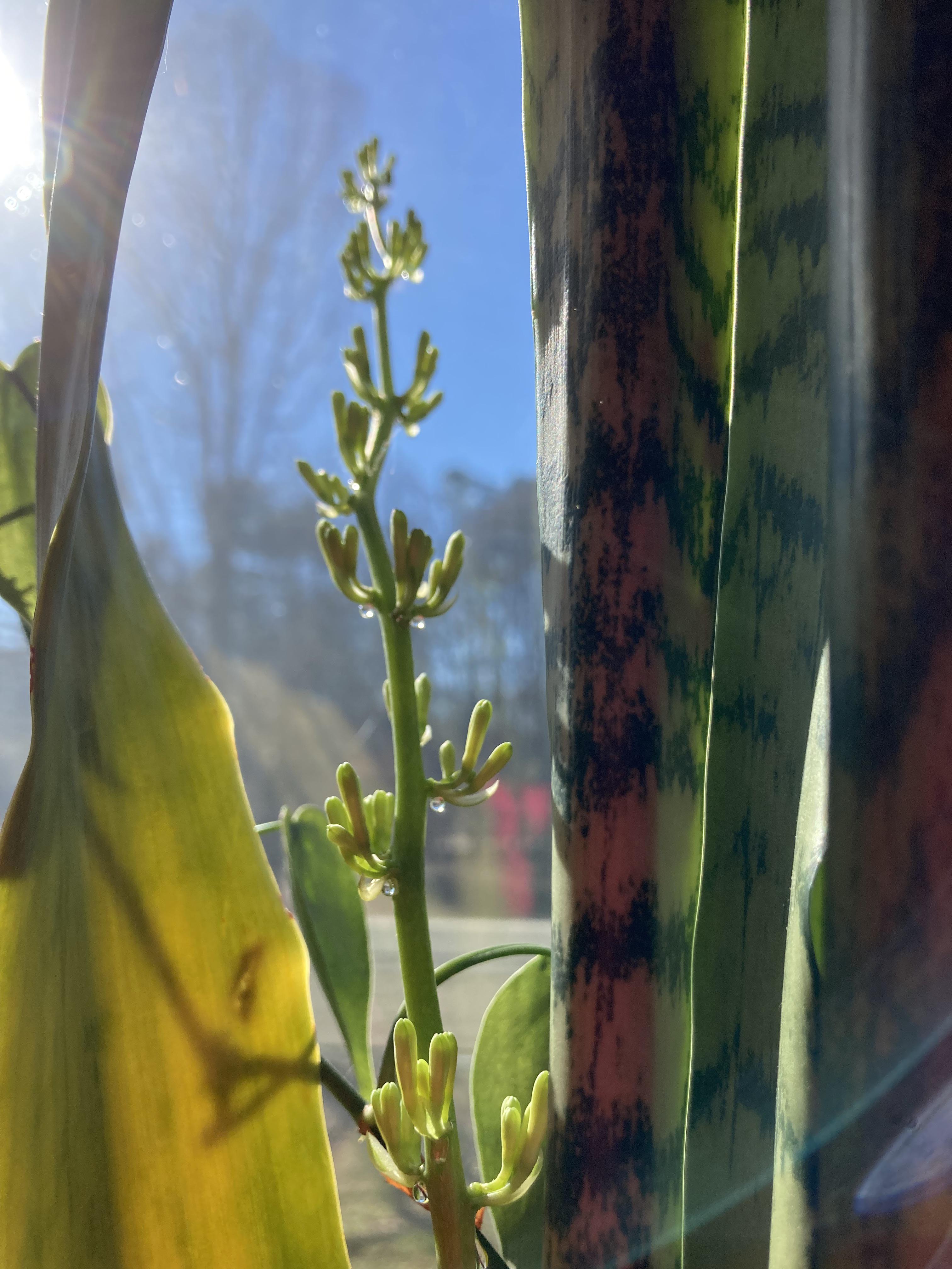 Stressed my 50 year old snake plant into blooming 🥴
