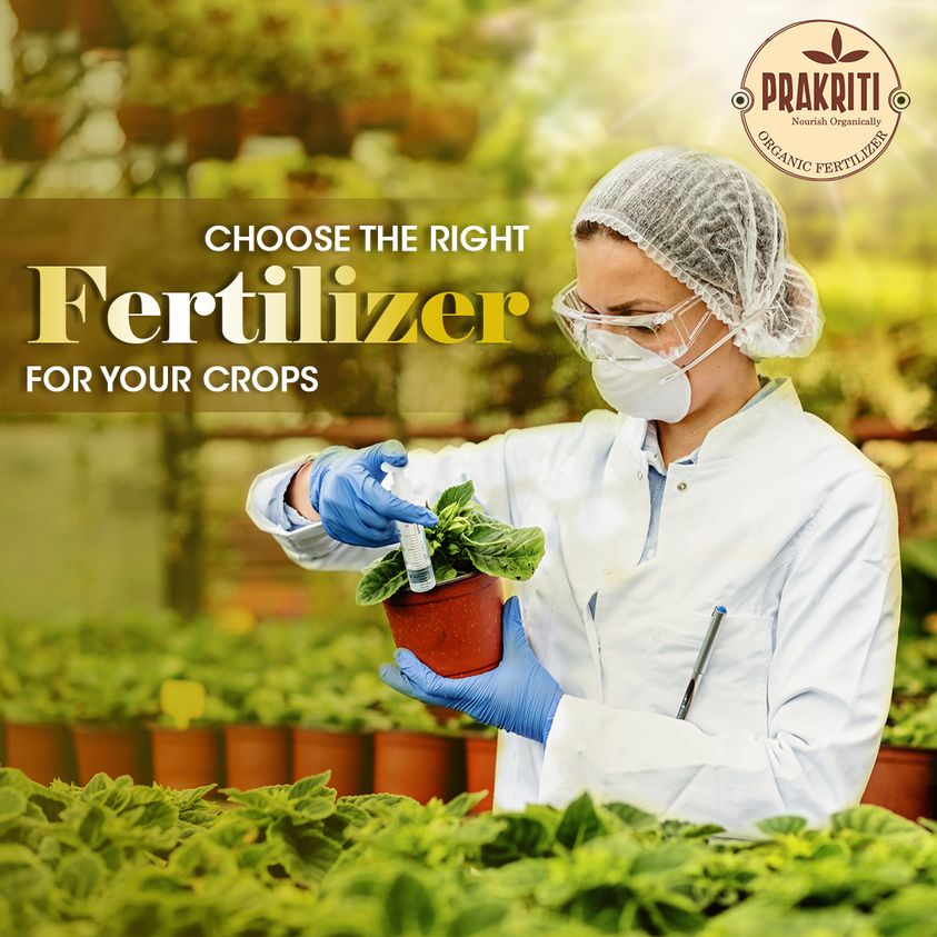 Organic fertilizer for vegetables