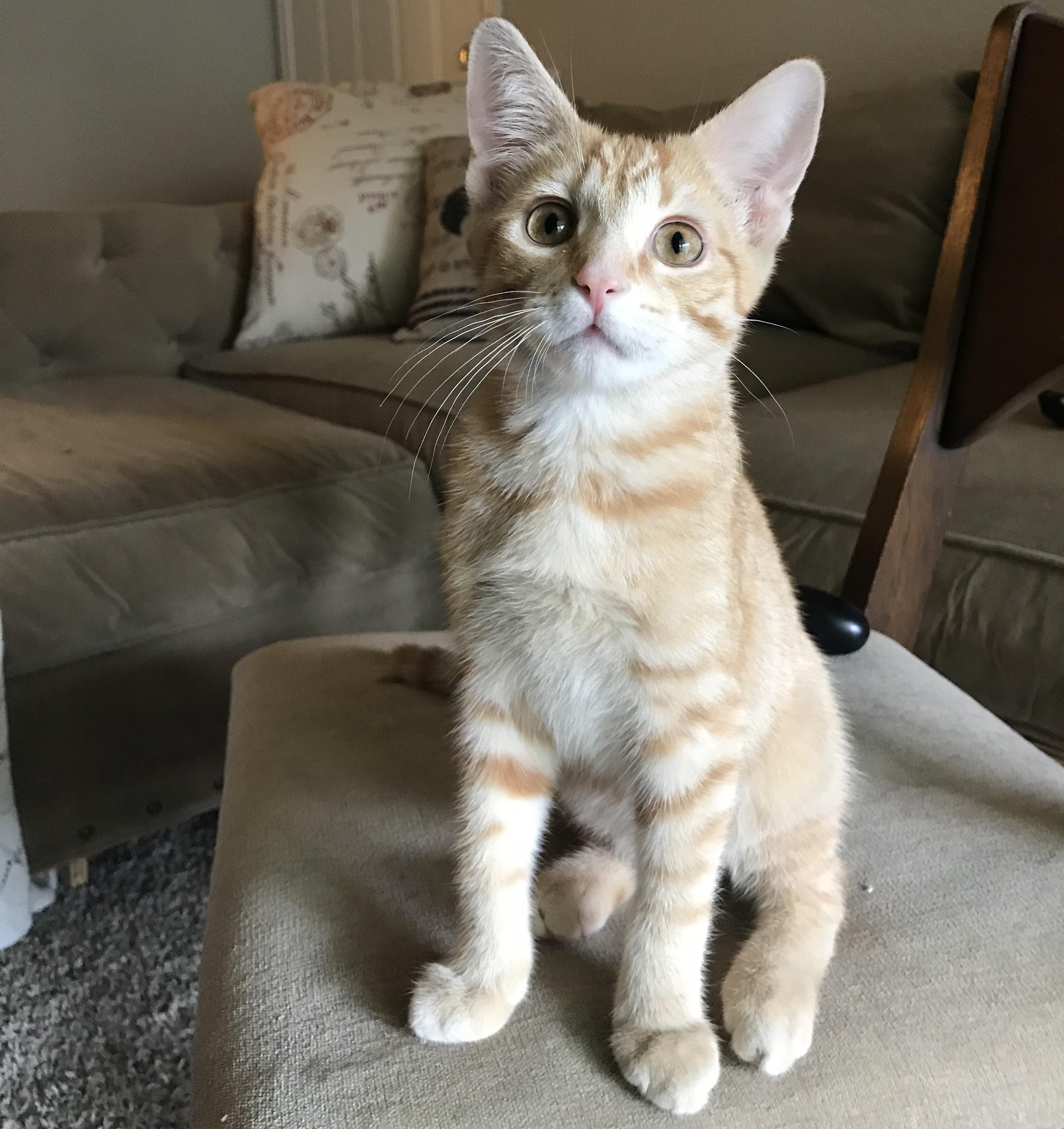 Looking for a local, loving lap cat? r/Atlanta