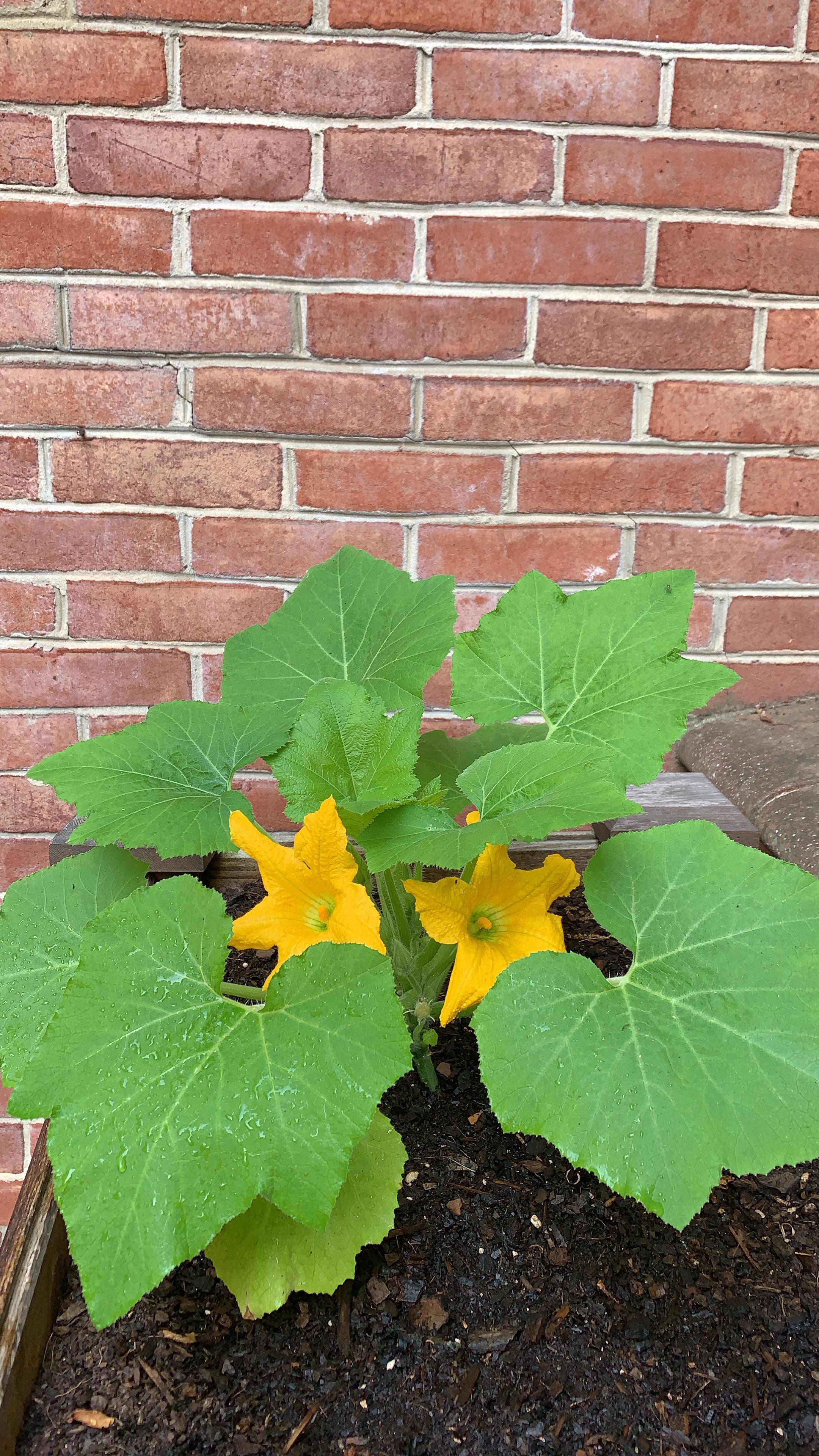 Squash blossoms! r/gardening