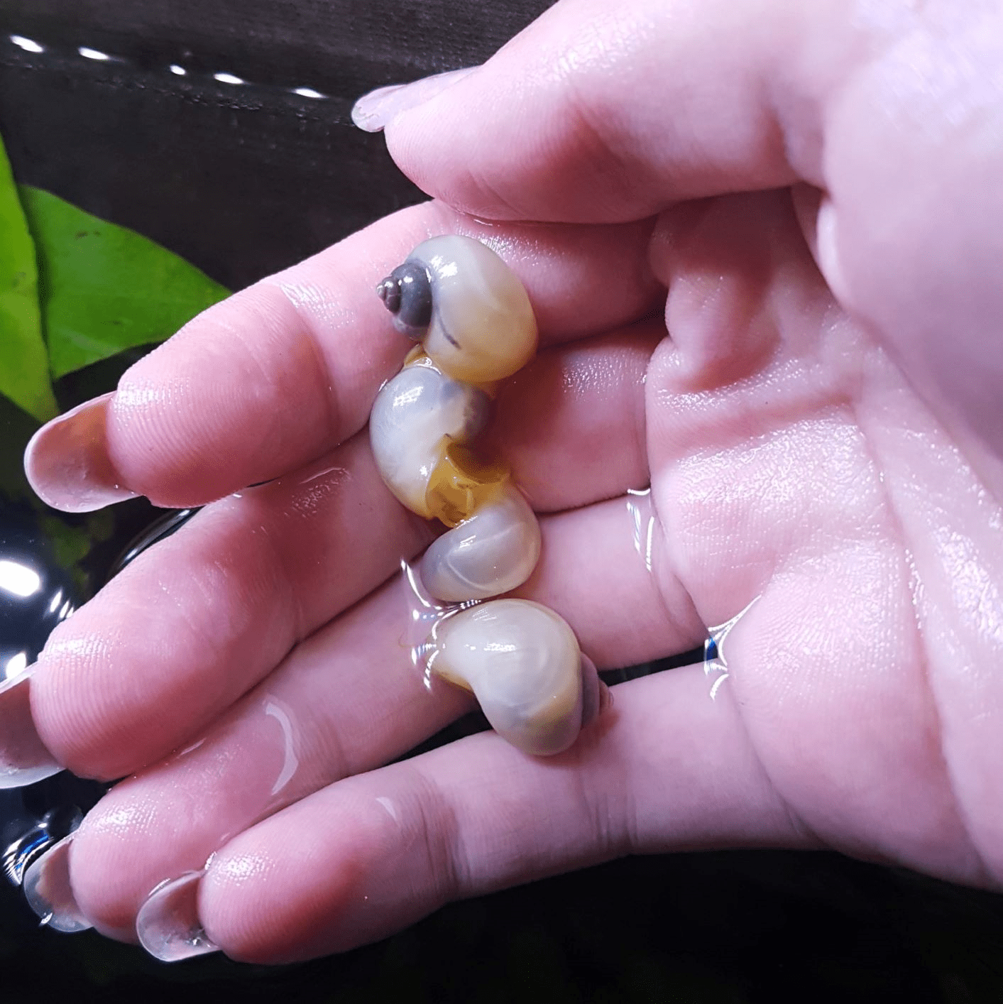 Ivory Mystery Snails AquaticSnails