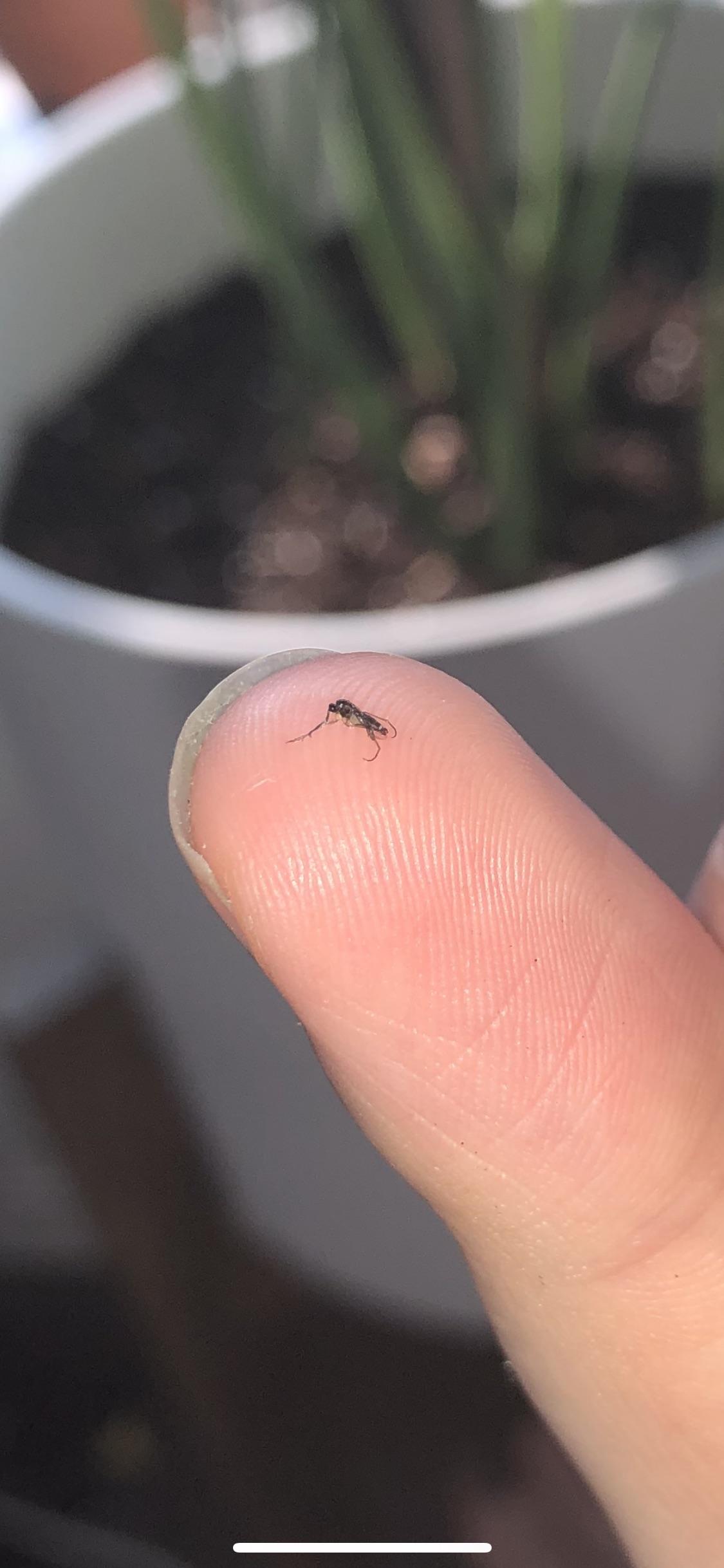 Fungus gnat or fruit fly? r/houseplants