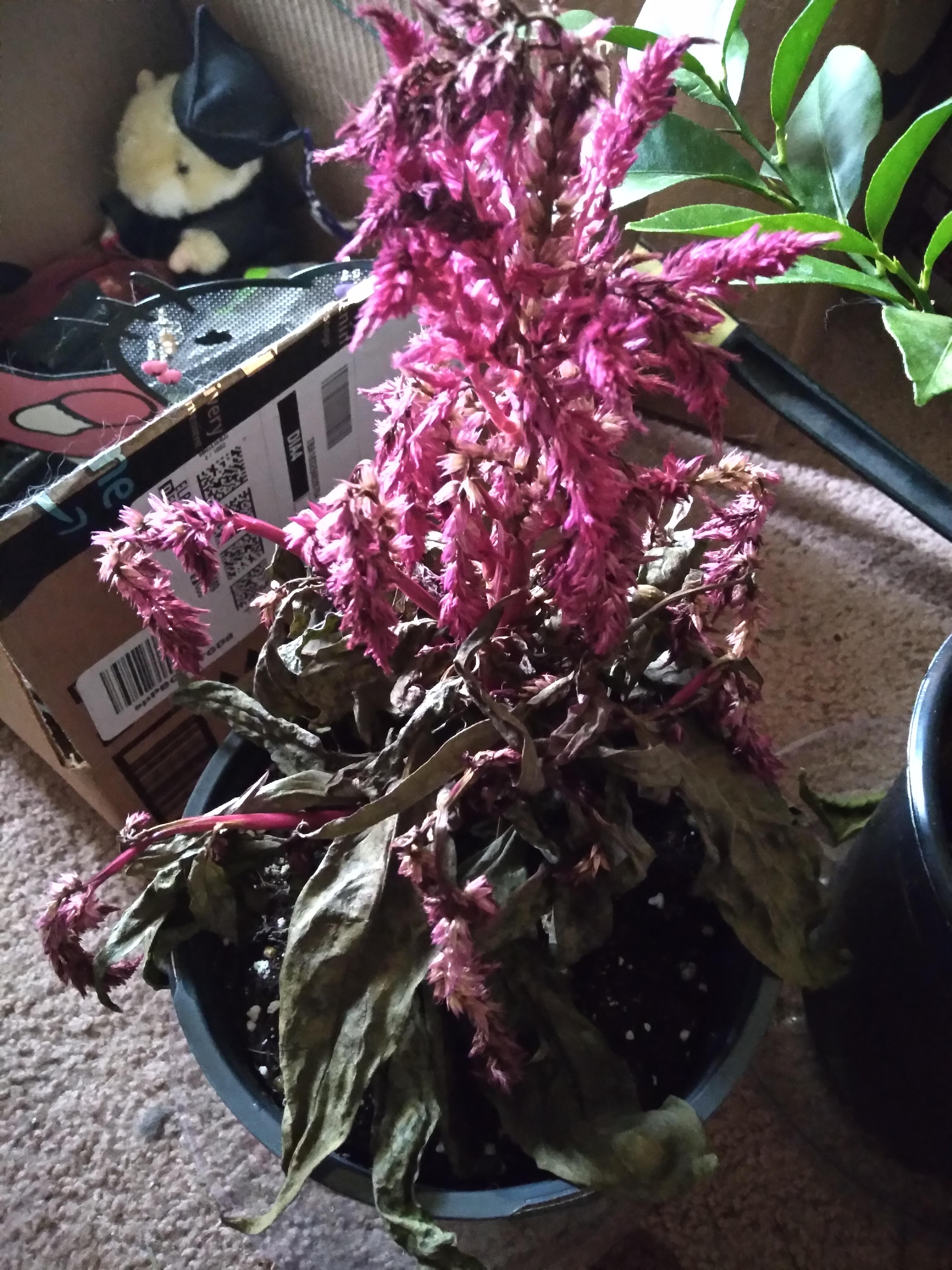 What happened to my poor Dragon's Breath celosia? It was doing fine