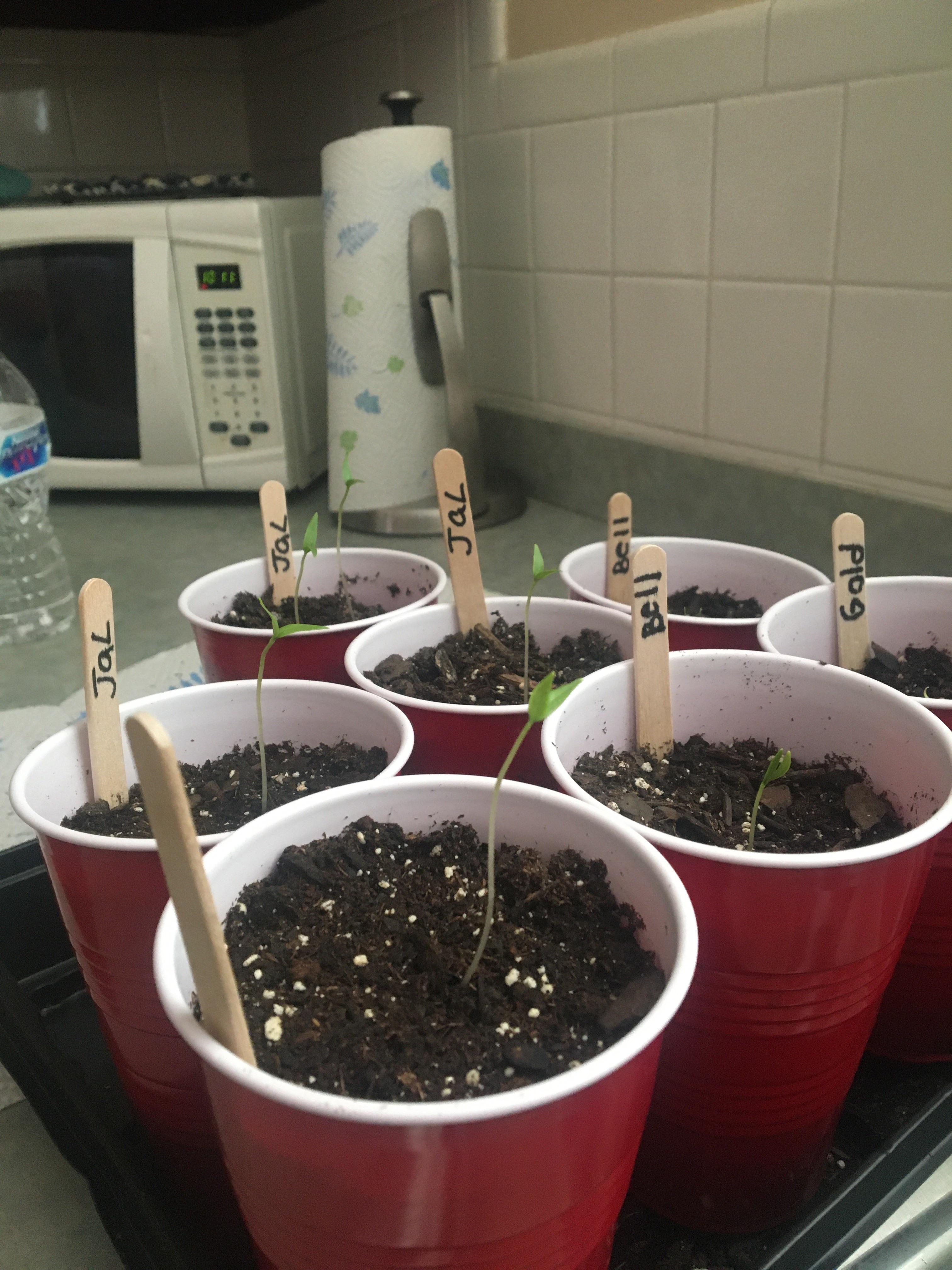 How do you fix leggy plants? r/HotPeppers