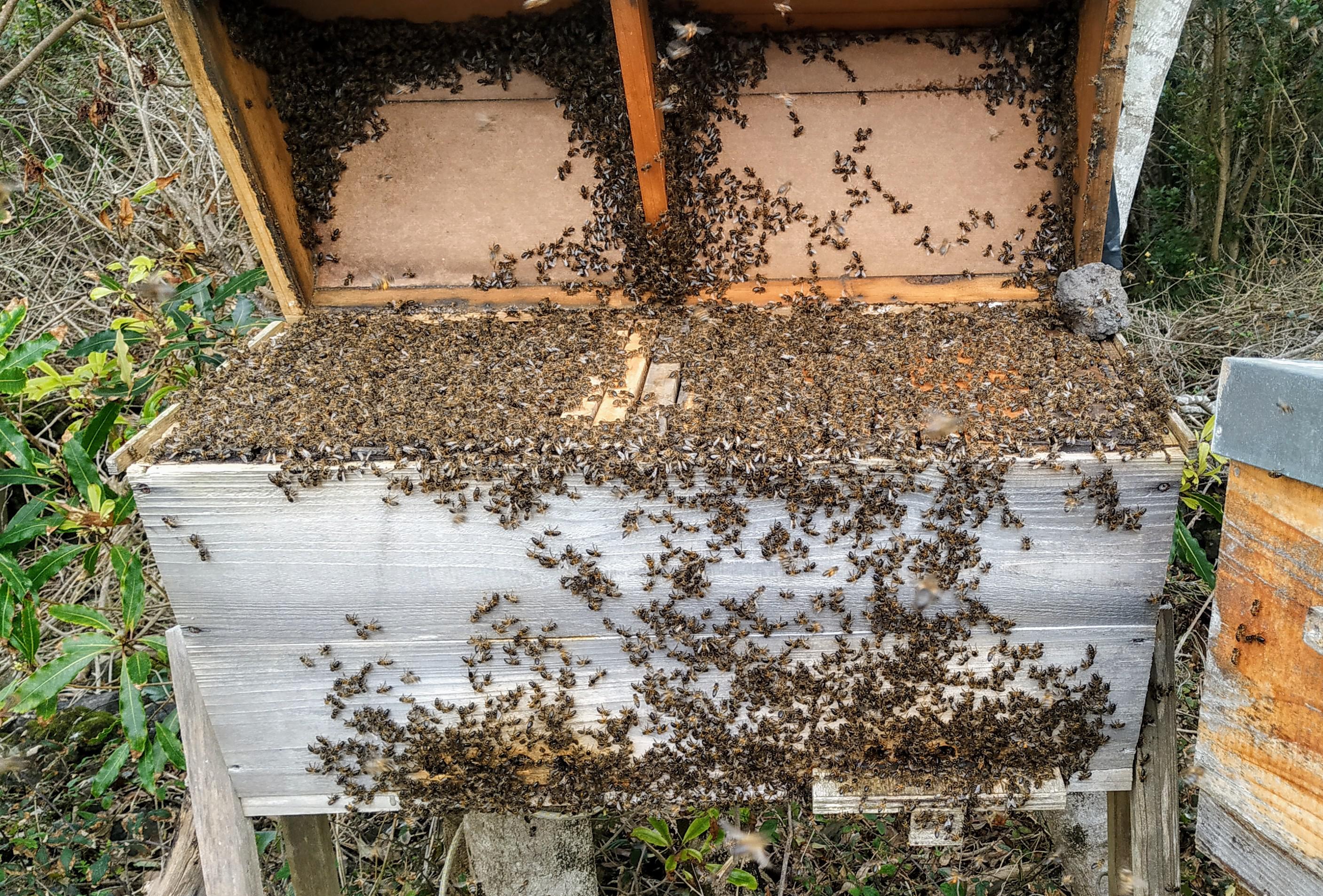 My first and only topbar exploding with bees! This thing is just