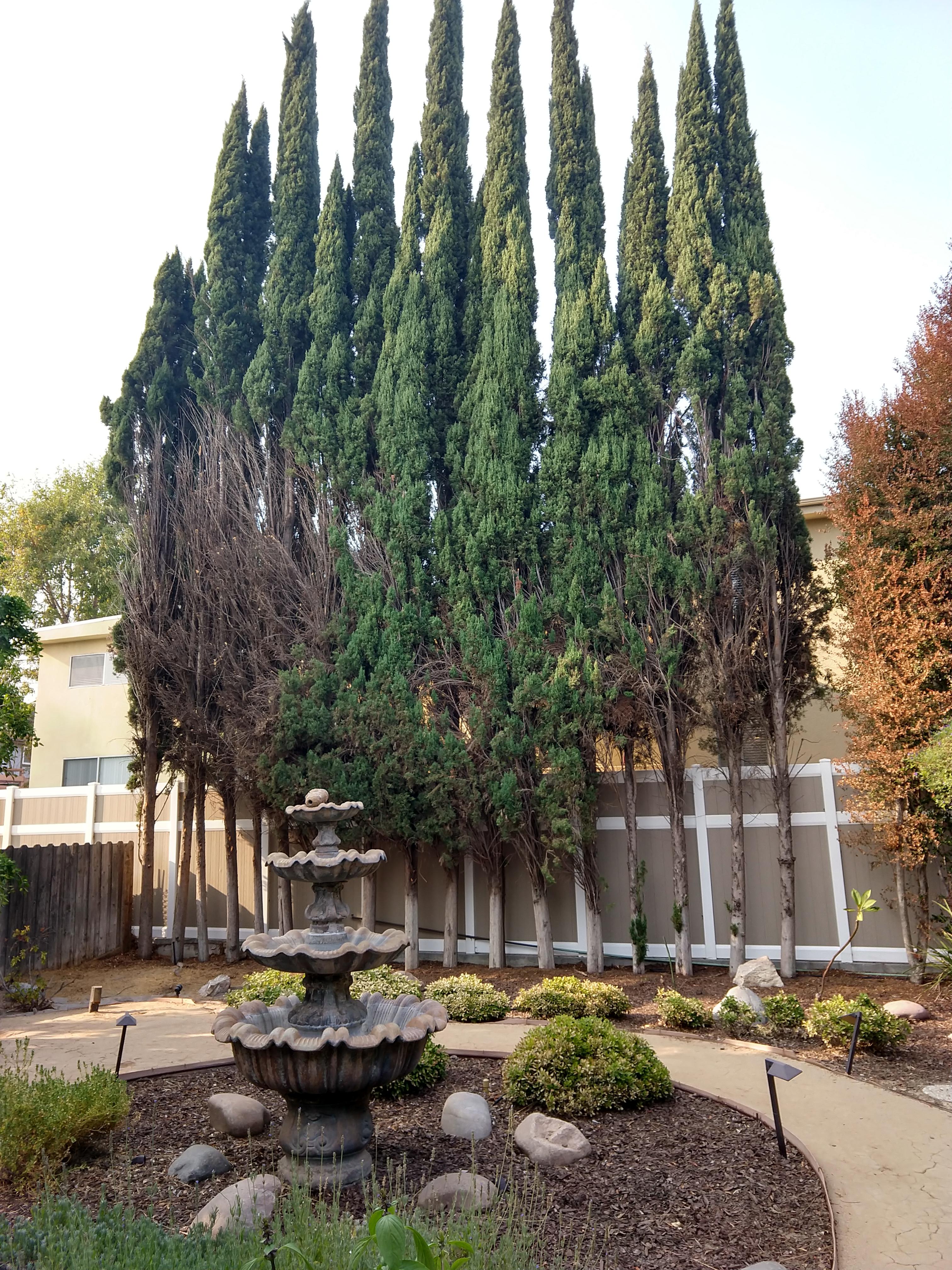 Will these tree grow back? r/landscaping