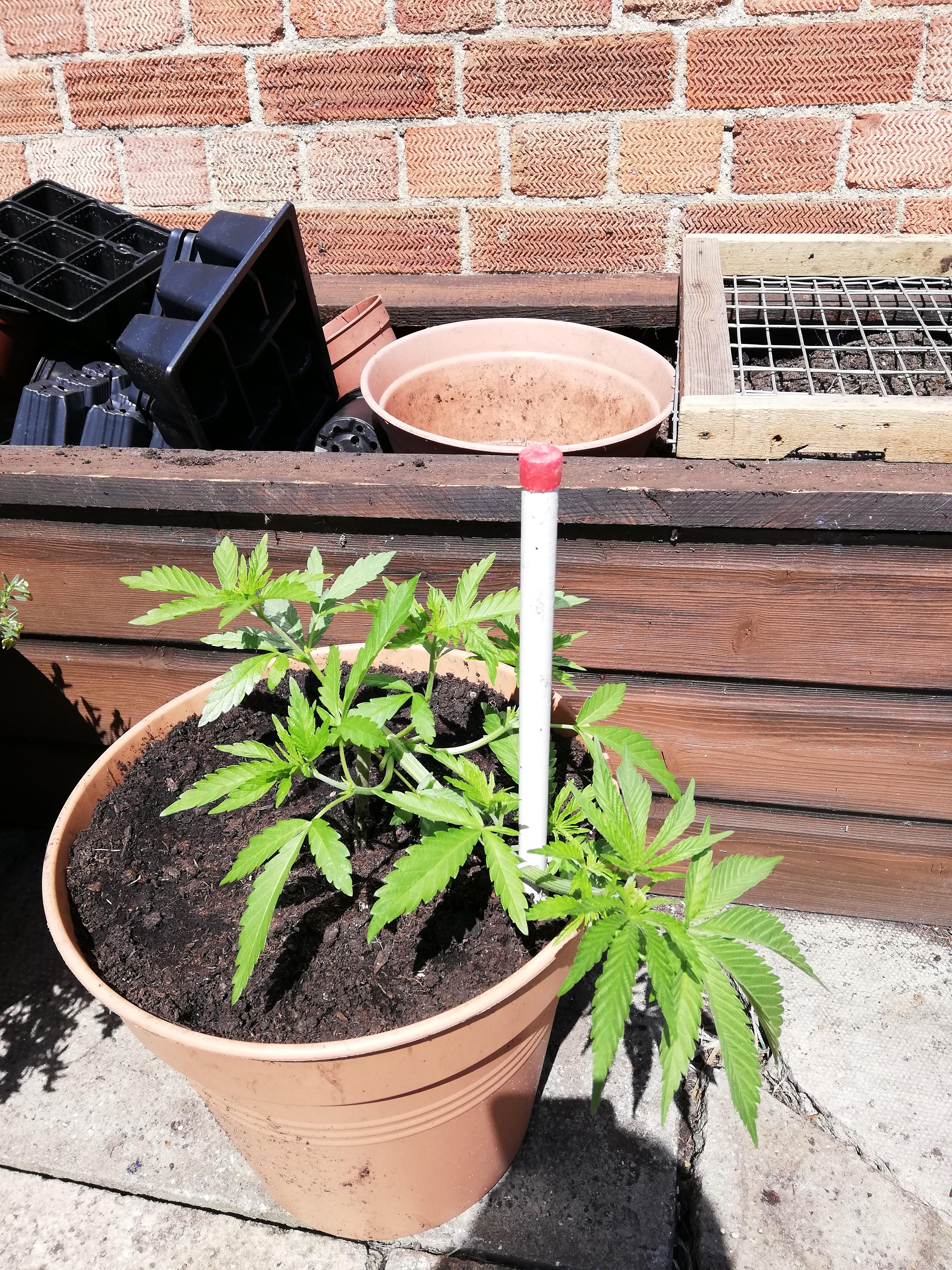 Low stress training 4 the first time 😀 uktrees