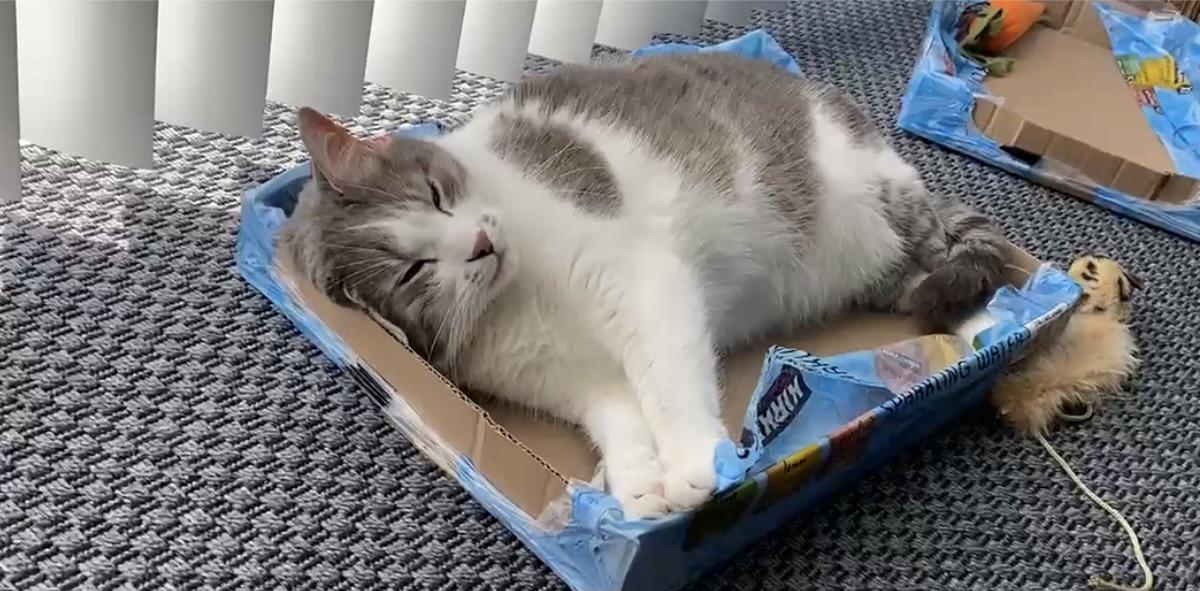 What’s a great use for Costco seltzer trays? Cat bed of course! Costco
